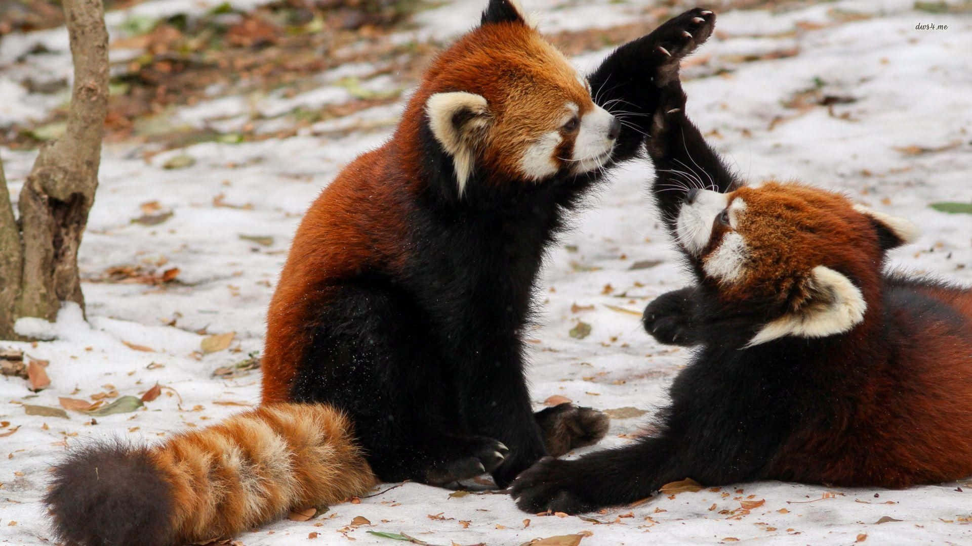 可愛的紅 Panda 正享受美食 壁紙 — 兩隻小熊貓在雪地森林空地中，落葉間嬉戲擊掌。