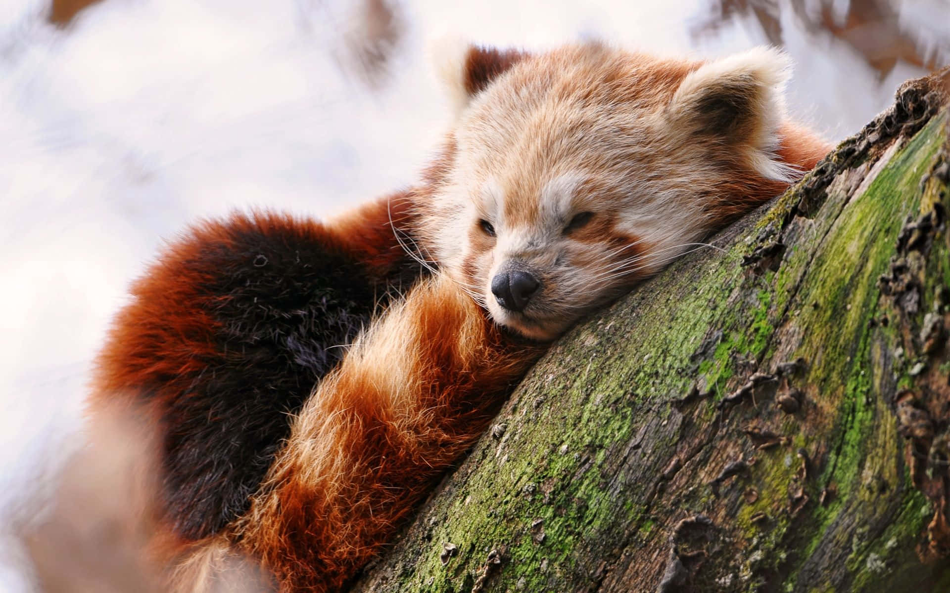 可愛紅 panda 青苔樹幹上睡圖 壁紙 — 一隻睏倦嘅小熊貓喺雪地森林入面將頭枕喺生滿苔蘚嘅樹幹上。