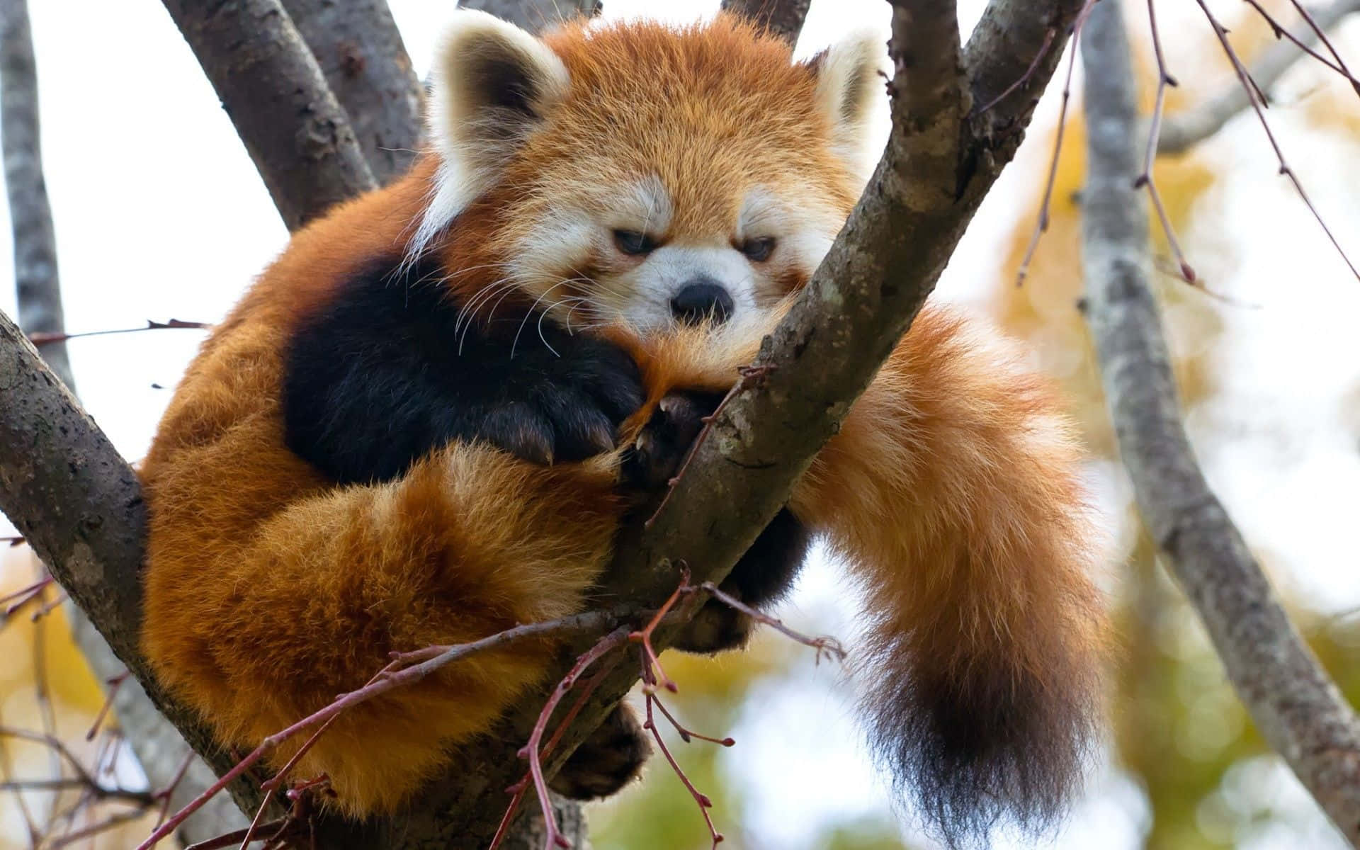 可愛瘋狂紅 panda 圖 壁紙 — 一隻毛茸茸嘅小熊貓喺樹枝上蜷縮住瞓覺，周圍係光禿禿嘅樹枝同柔軟嘅秋葉。