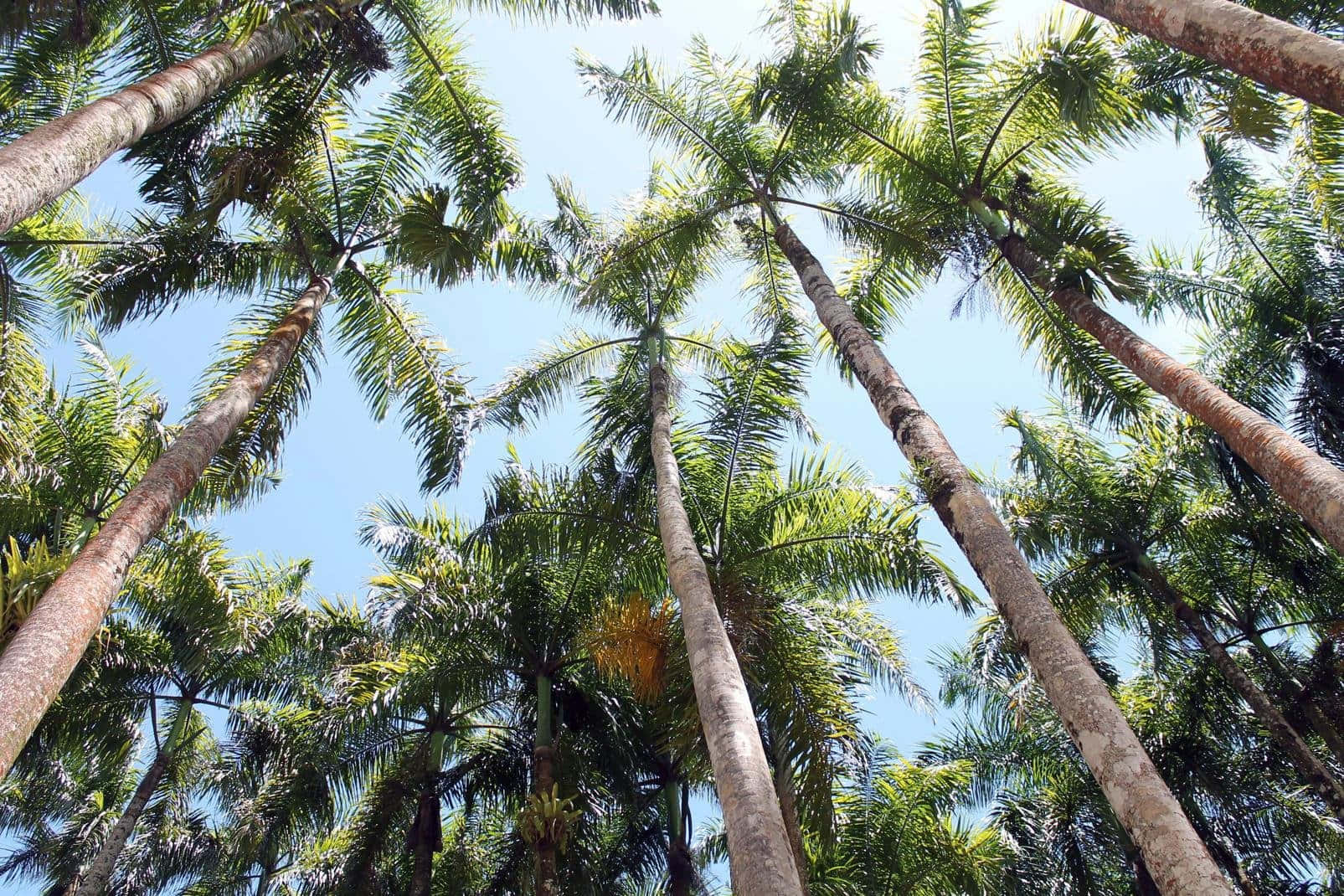 Paramaribo 的棕櫚園風景 壁紙 — 高聳的棕櫚樹在茂密的熱帶森林樹冠中伸向清澈的藍天。