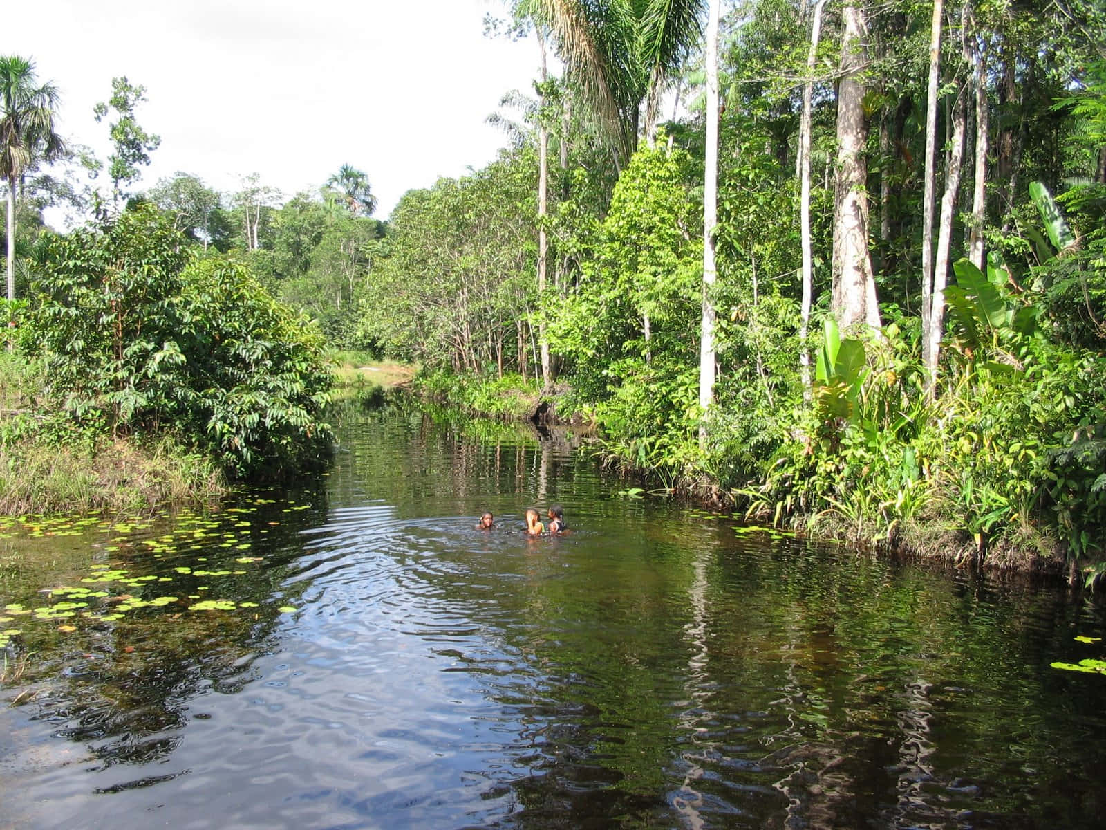 Paramaribo 近 Cola Creek 的游泳者 壁紙 — 三個人在陽光明媚的白天，在平靜的叢林河流中游泳，周圍是茂密的綠樹和睡蓮。
