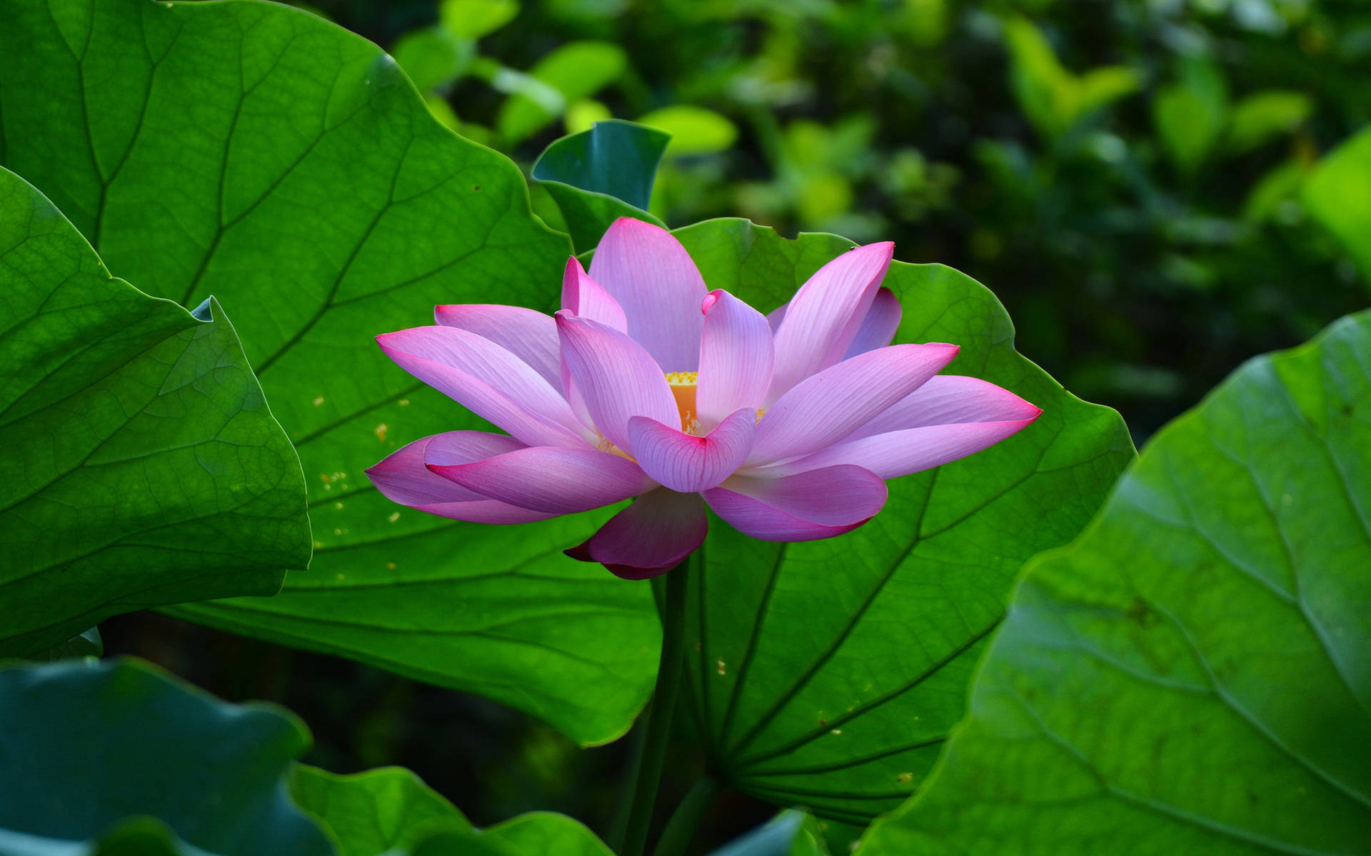 淡粉夏季蓮花植物