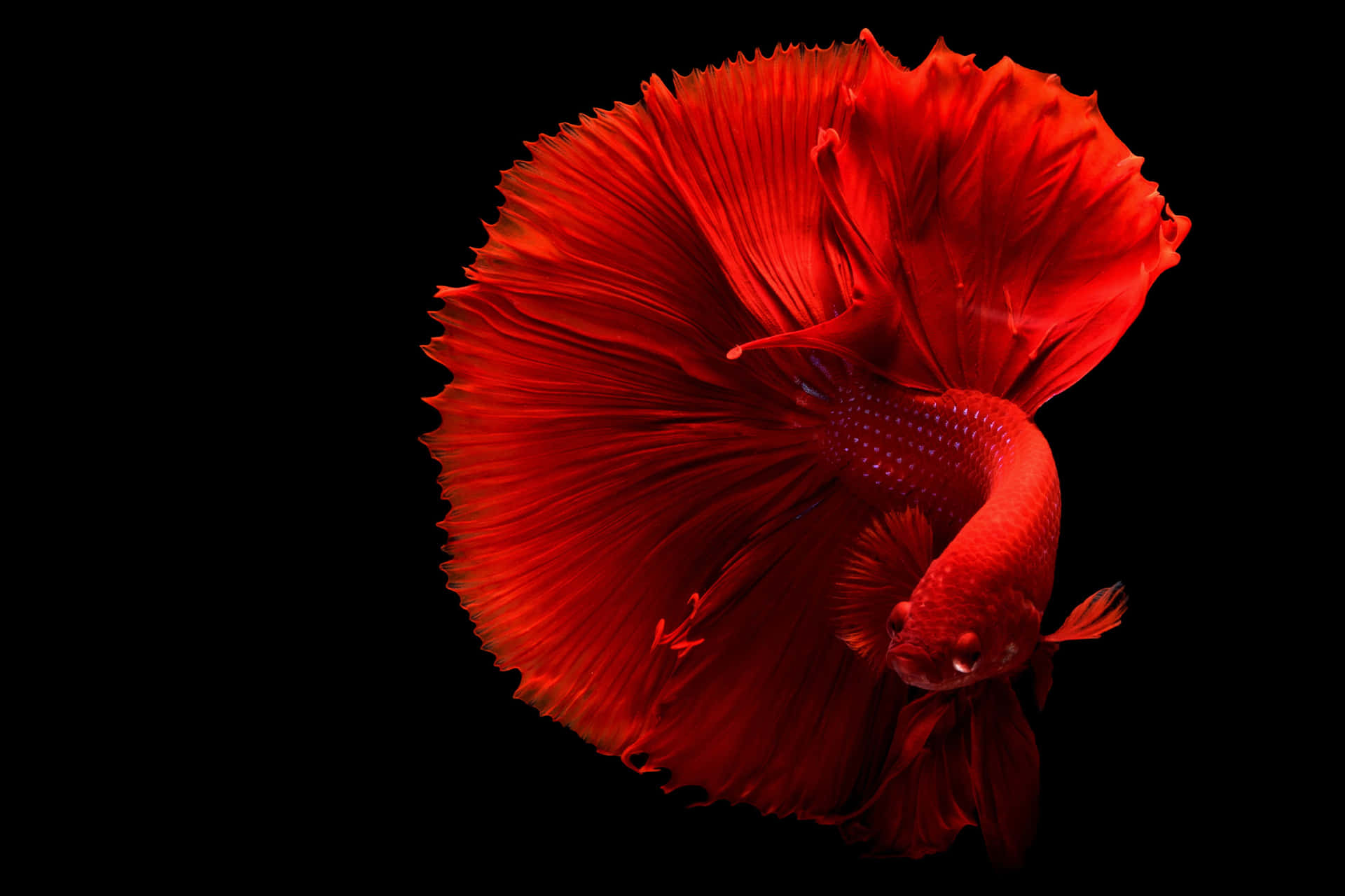 一條紅色鬥魚，魚鰭飄逸，在黑色背景上。