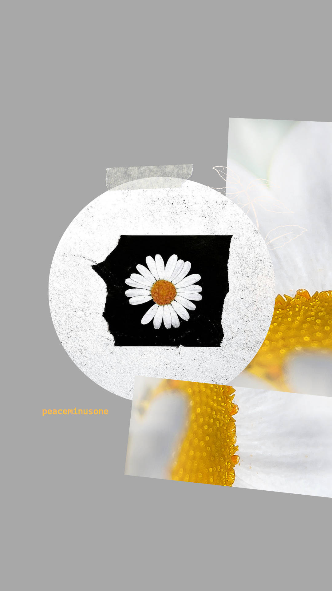 PEACEMINUSONE 美學設計 壁紙 — 一朵白色花瓣、黃色花心的雛菊，鑲嵌在一個撕裂的白色圓圈內，背景為灰色，帶有抽象的花卉碎片。