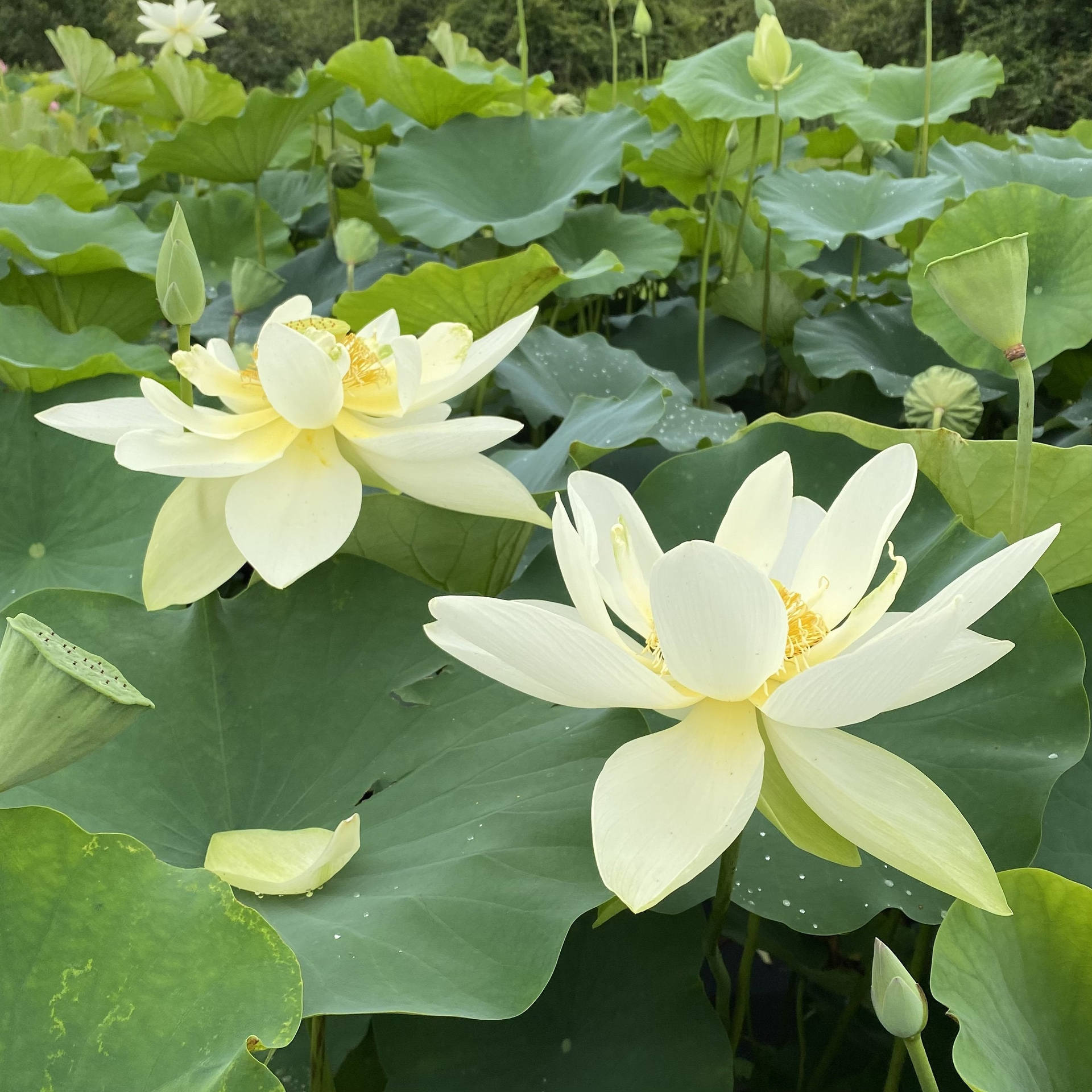 派瑞巨日蓮花壁紙