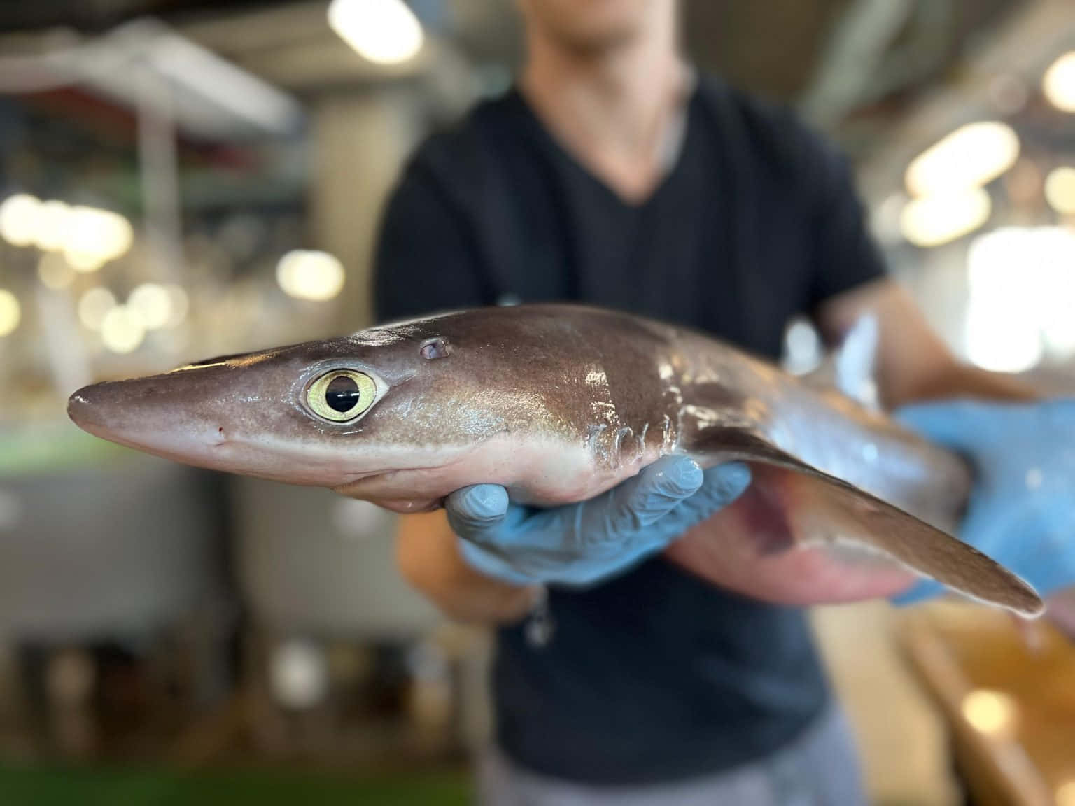  壁紙 — 一個戴著藍色手套的人喺光猛嘅室內市場度揸住一條細鯊魚，佢有隻大黃色眼。
