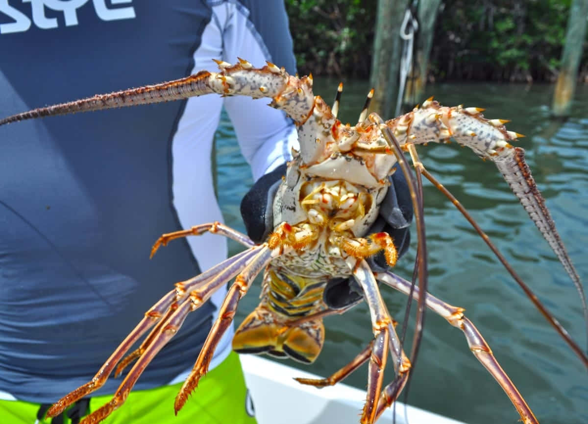 Spiny Lobster 桌布 壁紙 — 船上的人手持一隻橙白相間、帶有尖刺的大龍蝦，背景是綠色的水和紅樹林。