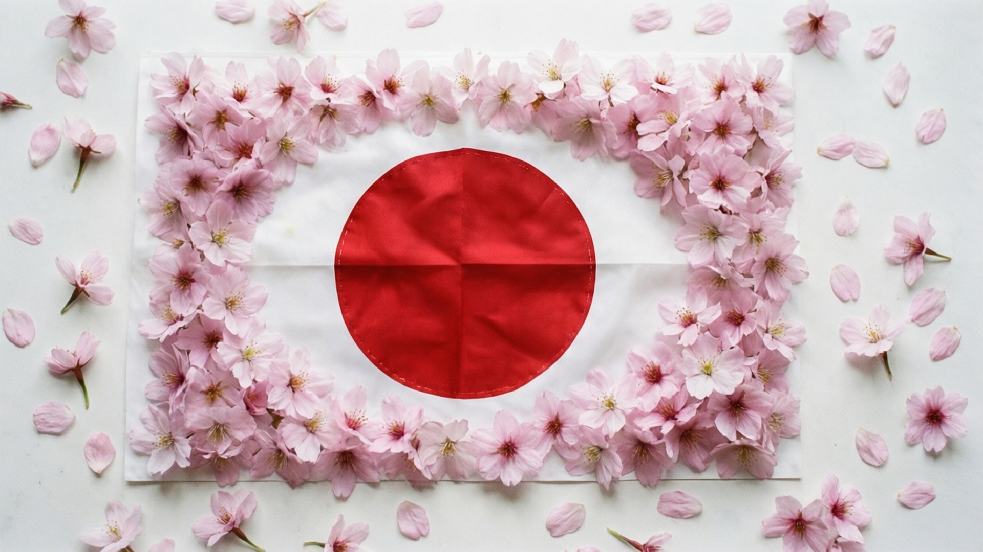 日本國旗被粉紅色櫻花包圍在白色背景上