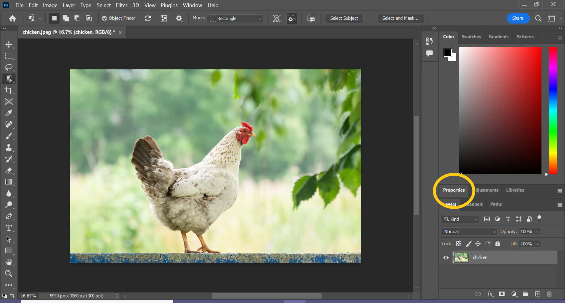 Photoshop 白色公雞圖像 壁紙 — 一隻有紅色雞冠的白雞站在藍色邊緣上，下方是綠色樹葉，背景模糊。