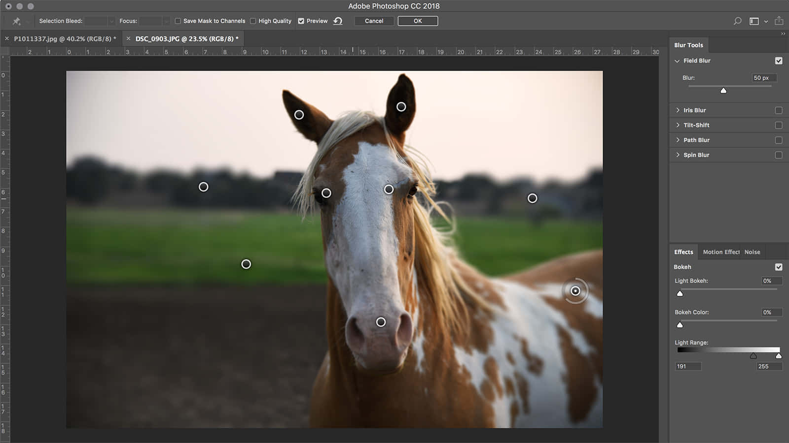 Photoshop 美國彩馬圖像 壁紙 — 一匹帶有白色斑紋的斑點馬特寫，直視鏡頭，背景是模糊的綠色田野。