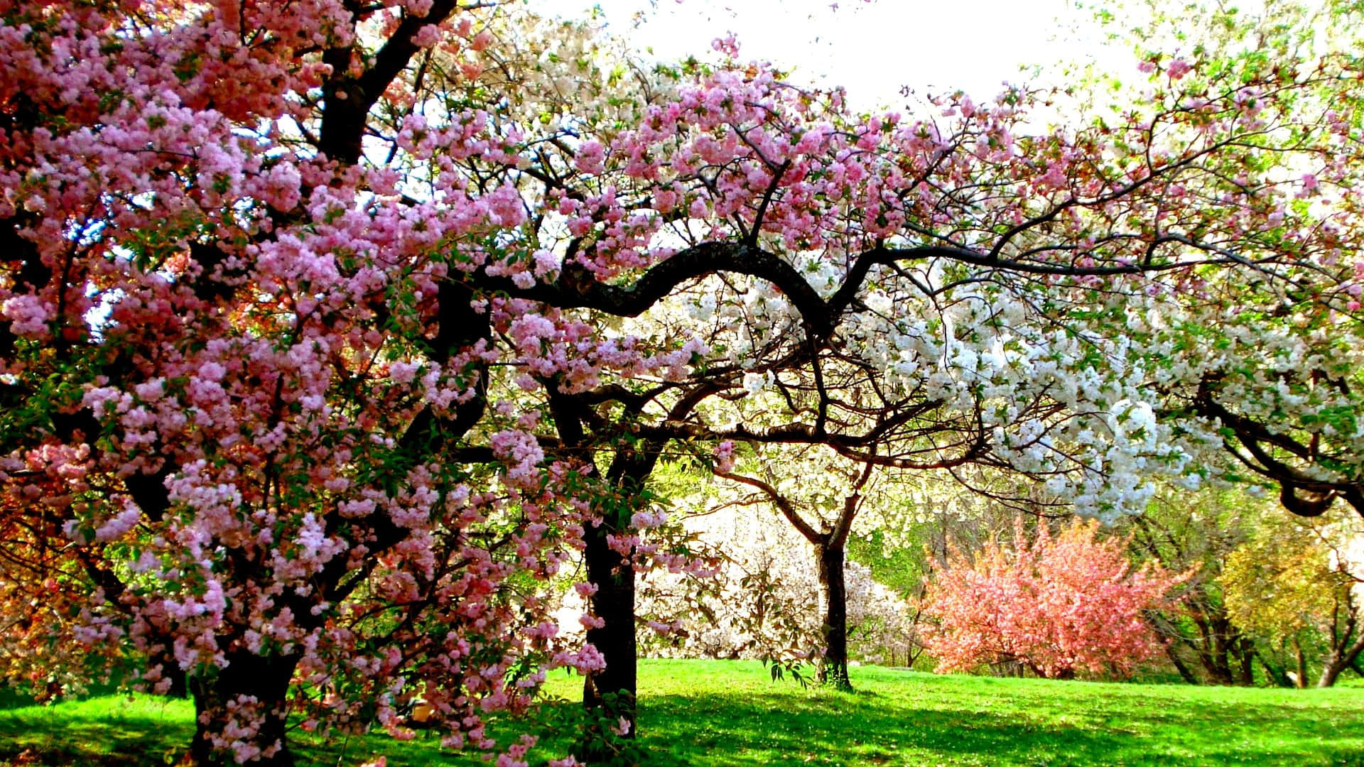 Spring Trees 桌布 壁紙 — 粉紅色和白色的櫻花在彎曲的樹枝上密集盛開，下方是陽光明媚的綠色草坪。
