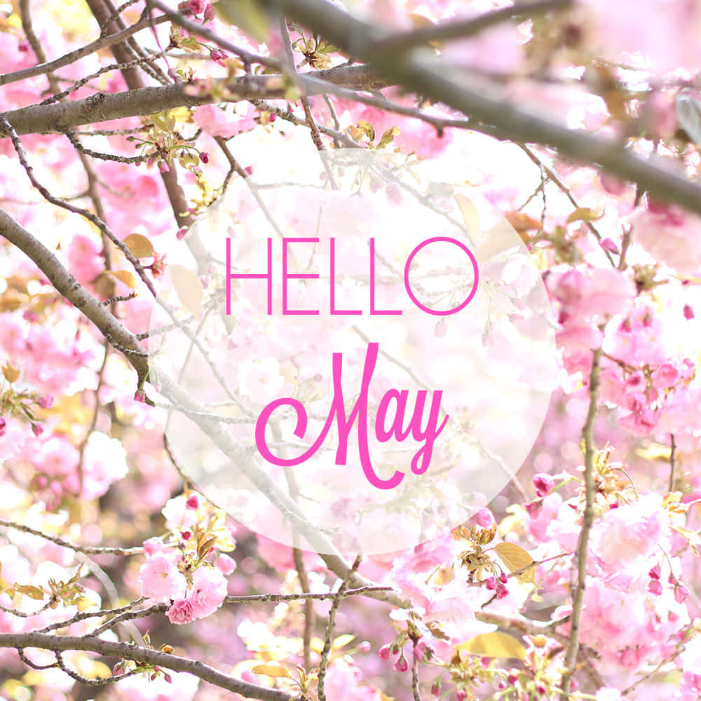 粉紅色的櫻花在柔和的陽光下，帶有「Hello May」文字覆蓋。