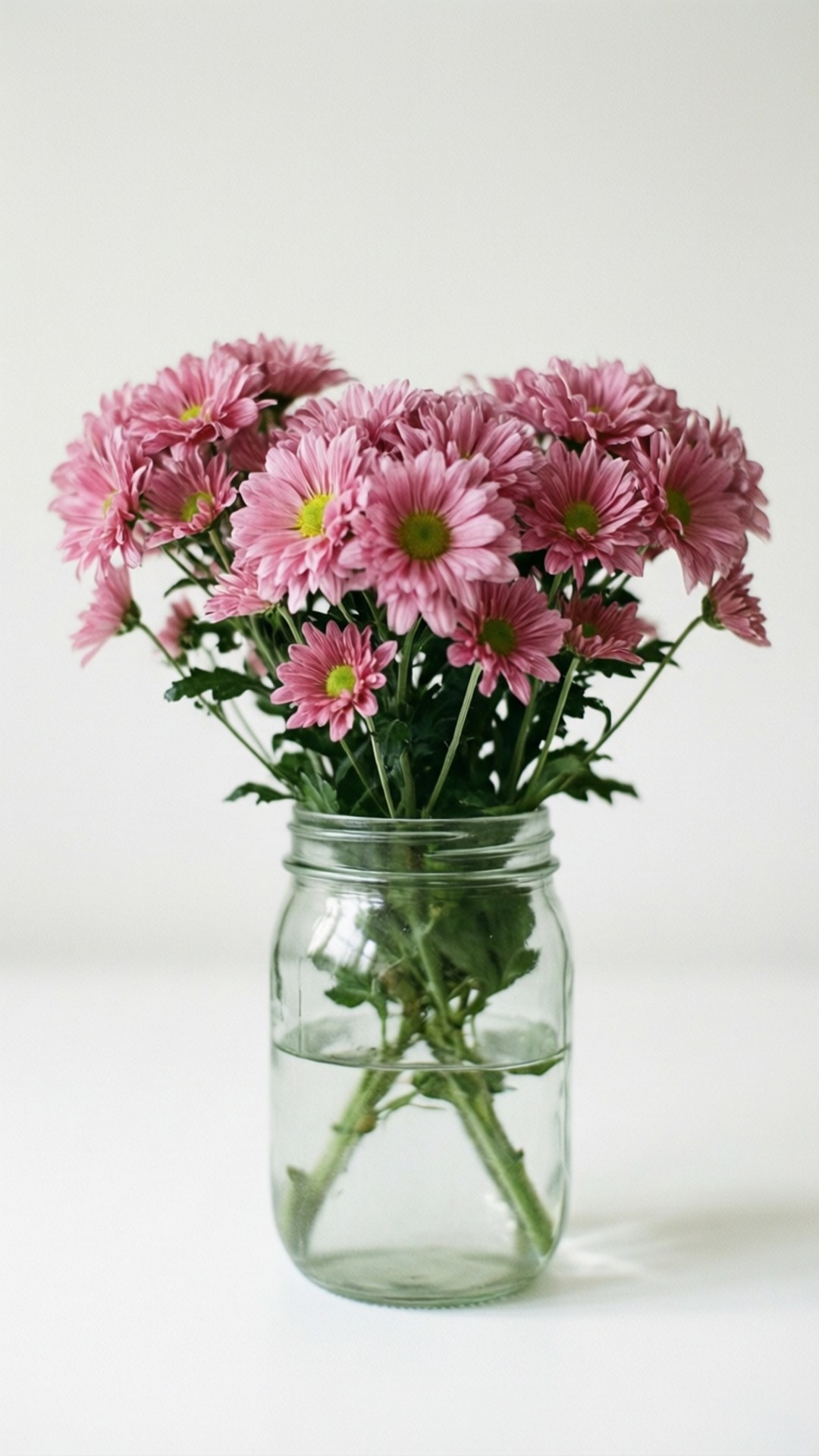 Chrysanthemum 桌布 壁紙 — 一個透明玻璃瓶盛載著一束鮮豔的粉紅色菊花，帶有綠色莖部，背景為純白色。
