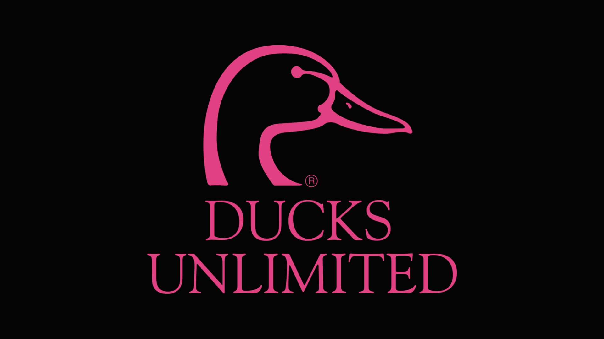  壁紙 — 一個大膽的粉紅色鴨頭標誌和文字 Ducks Unlimited 在純黑色背景上脫穎而出。