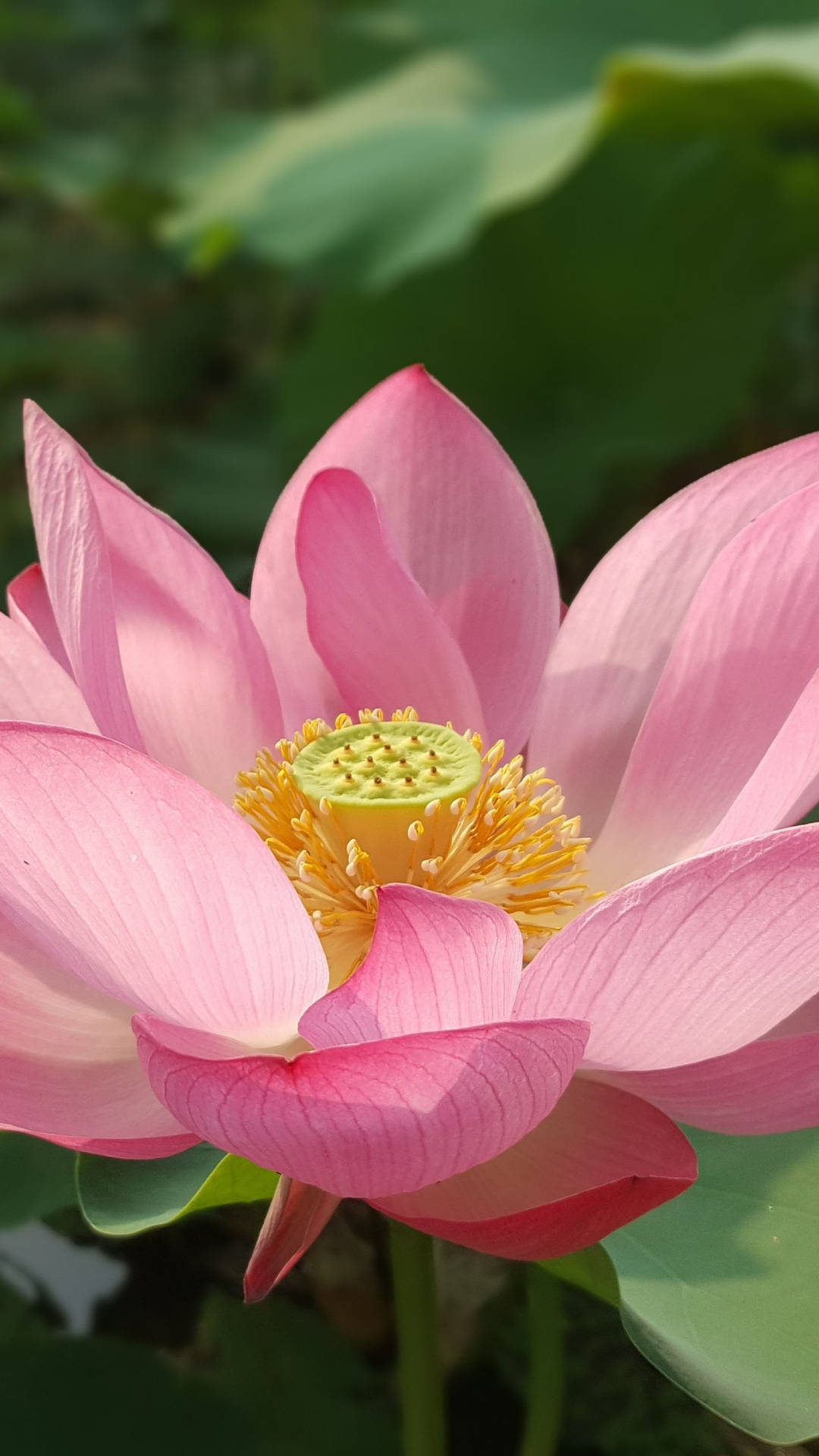 粉紅聖潔蓮花