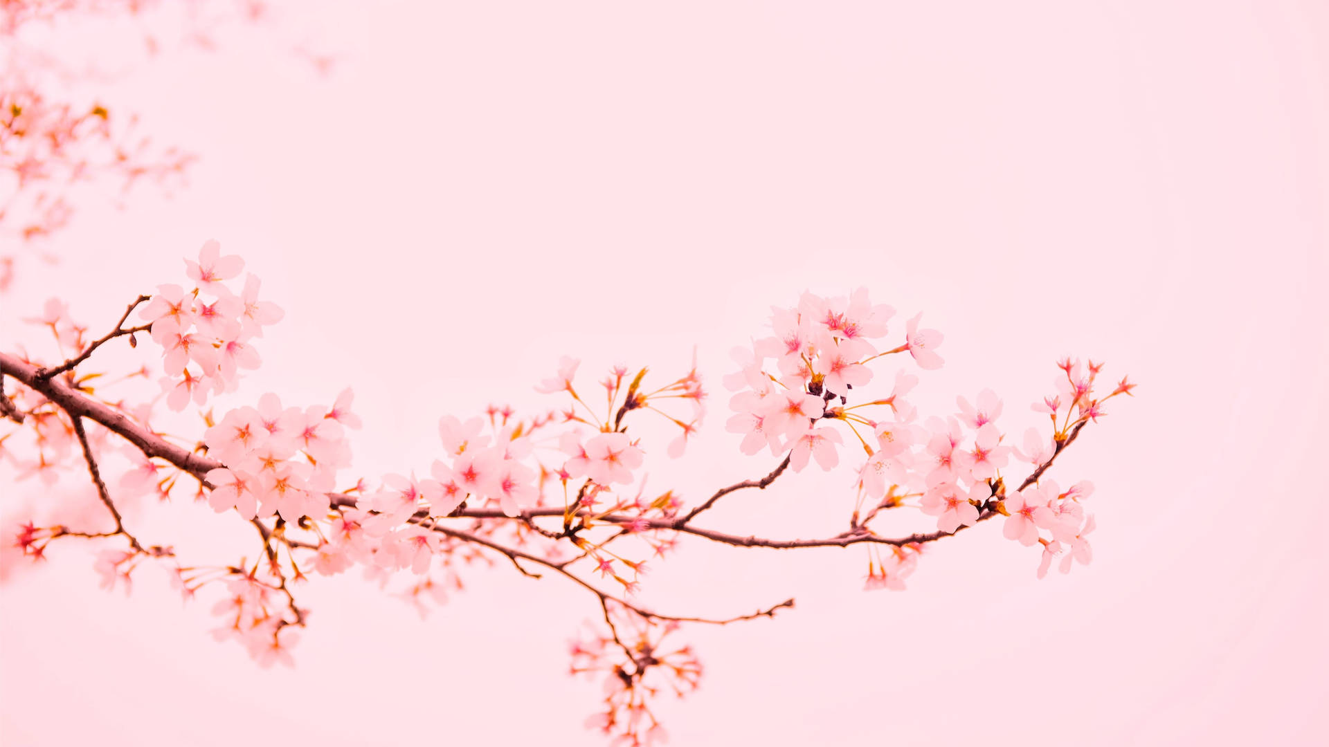 粉紅櫻花春日壁紙。