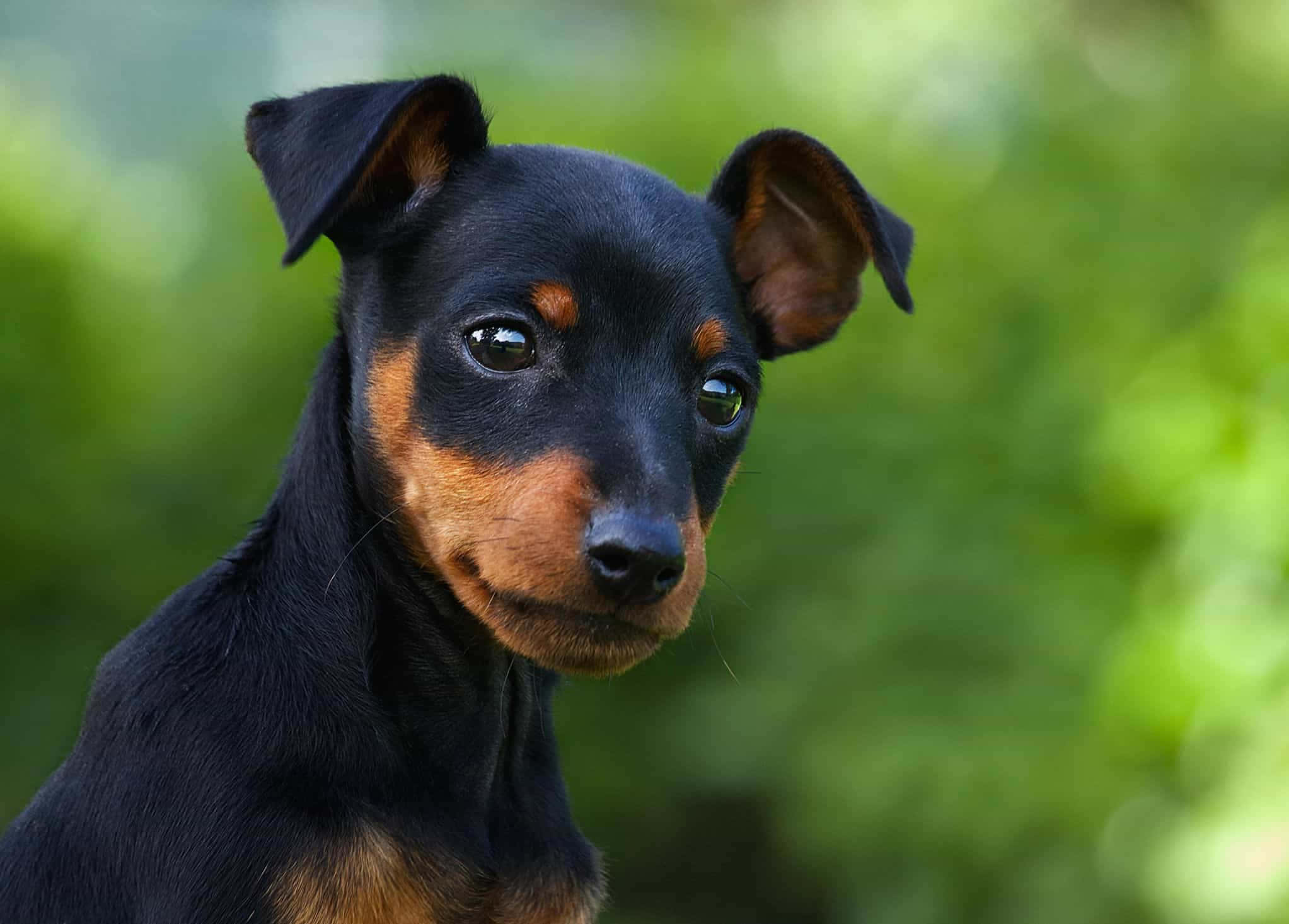 迷你品種 Pinscher 犬種照片 壁紙 — 一隻黑褐色小狗的特寫，有著大大的靈魂之眼，凝視前方，背景是柔和的綠色模糊背景。