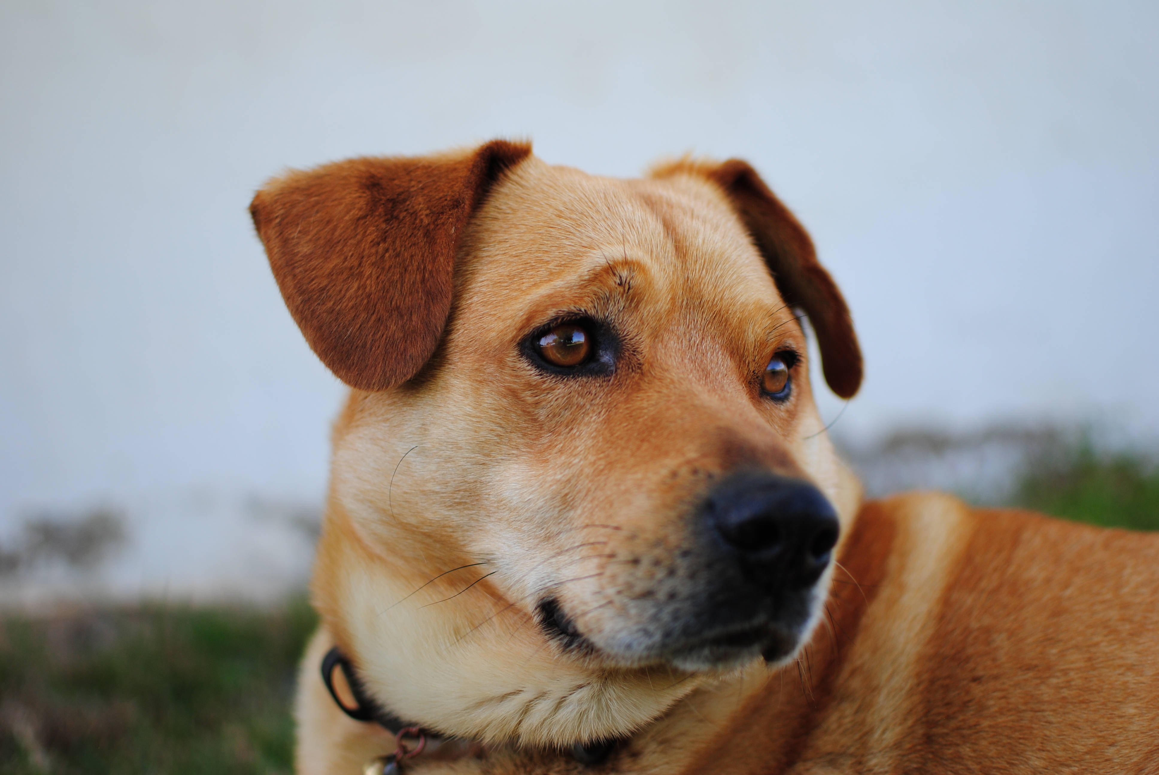 可愛奧地利 Pinscher 狗 壁紙 — 一隻棕褐色狗的特寫，牠有垂耳和富有靈魂的棕色眼睛，若有所思地望著戶外。