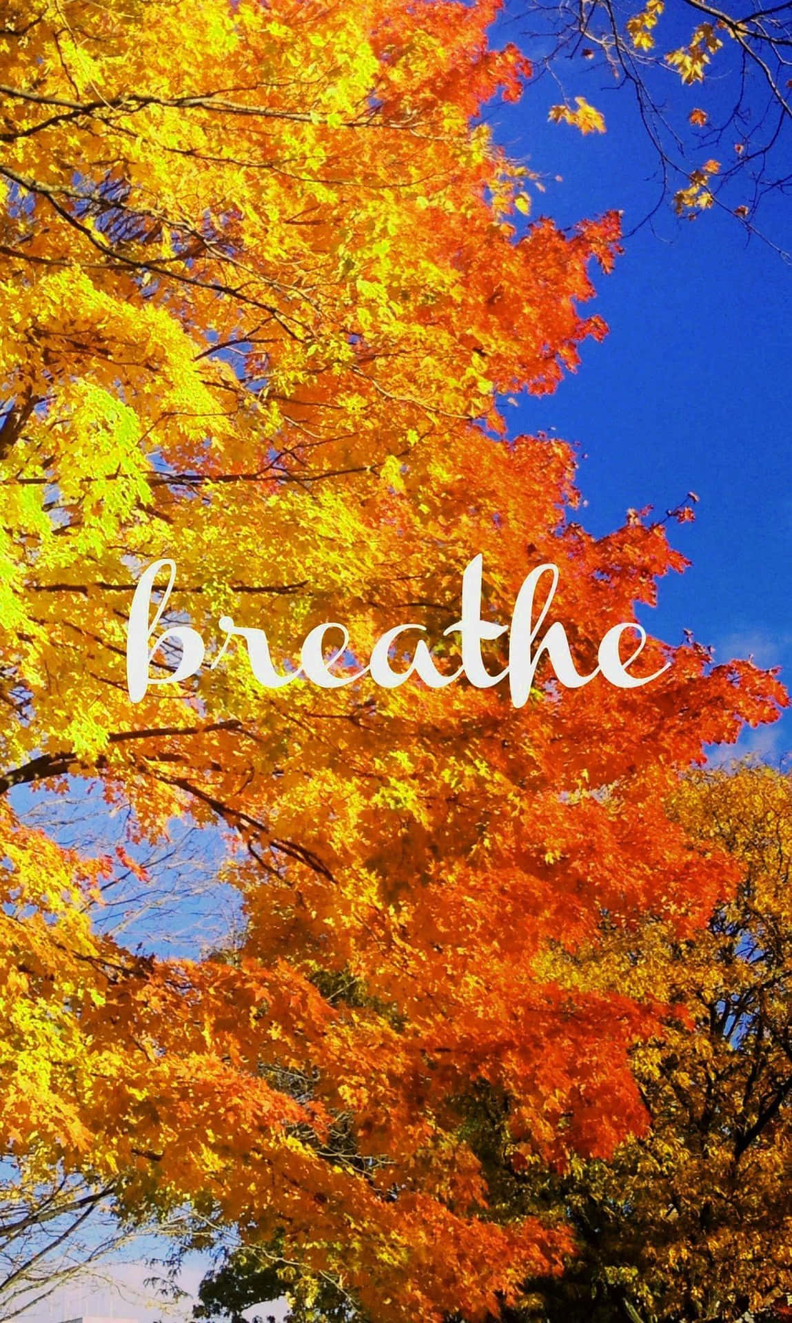 秋天的樹，橙色和黃色的葉子襯著藍天，帶有「breathe」字樣