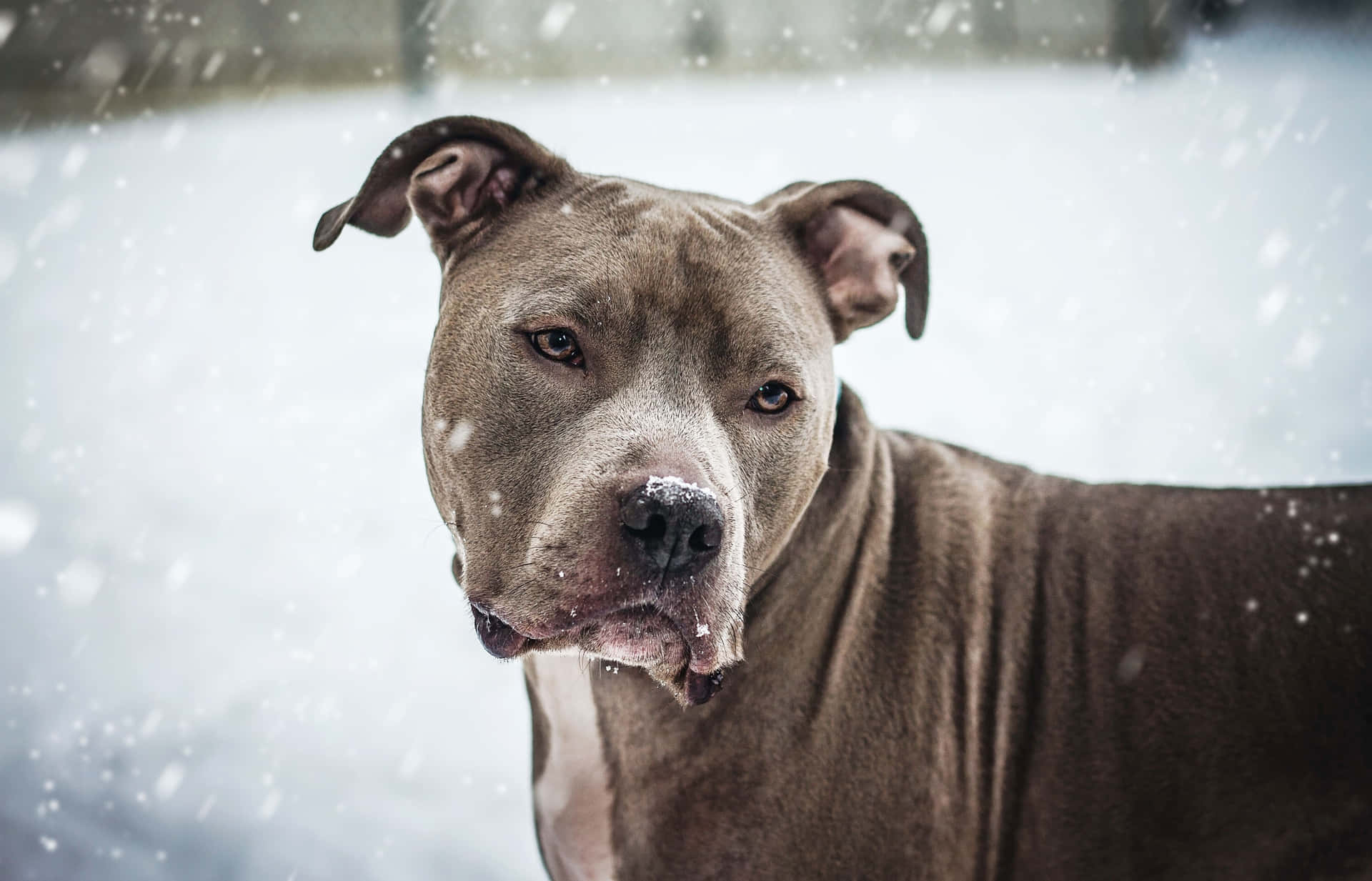 一隻灰色比特犬站在飄雪中，鼻子上有雪花。