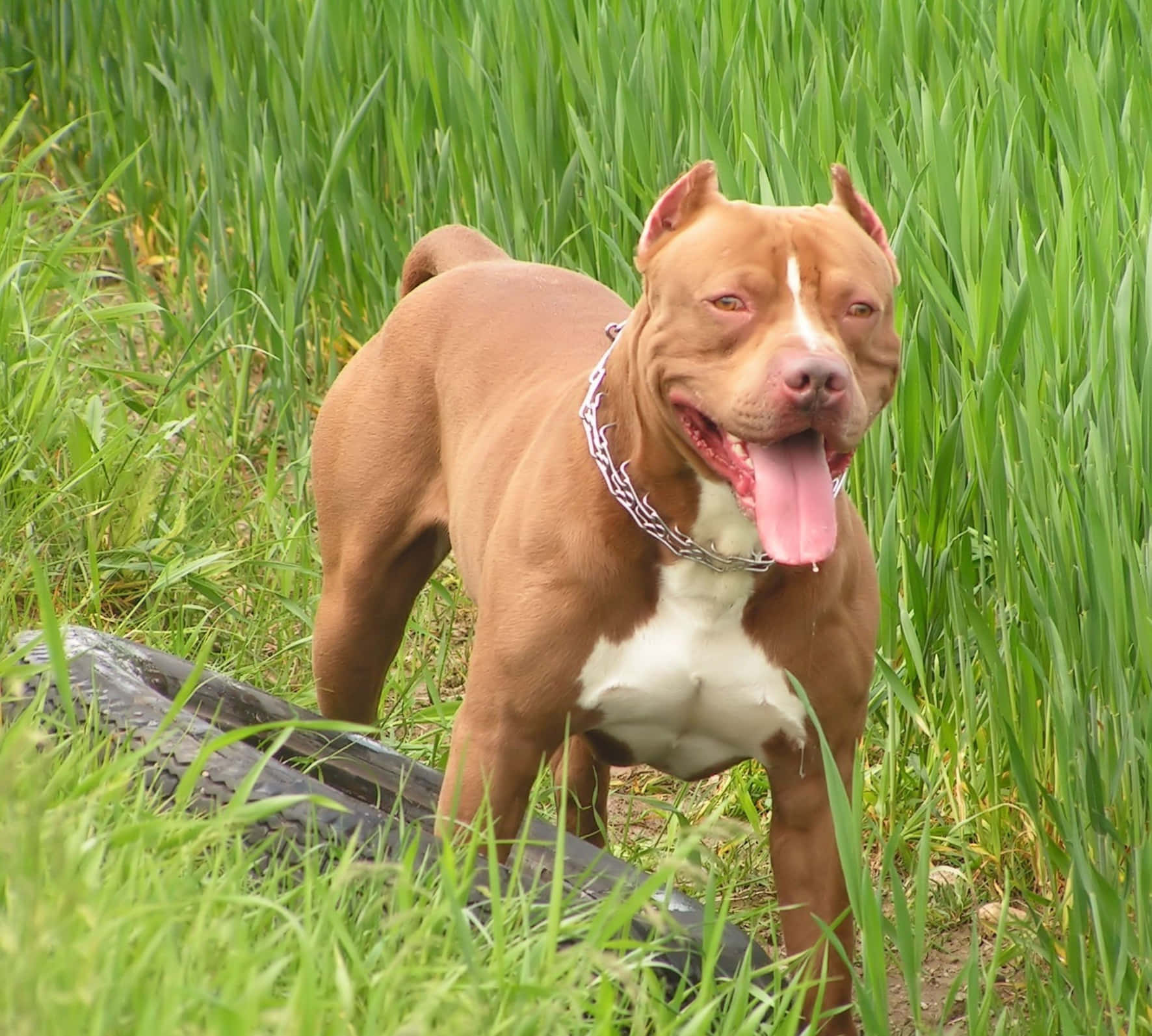一隻棕白色比特犬在輪胎旁高高的綠草中喘氣。