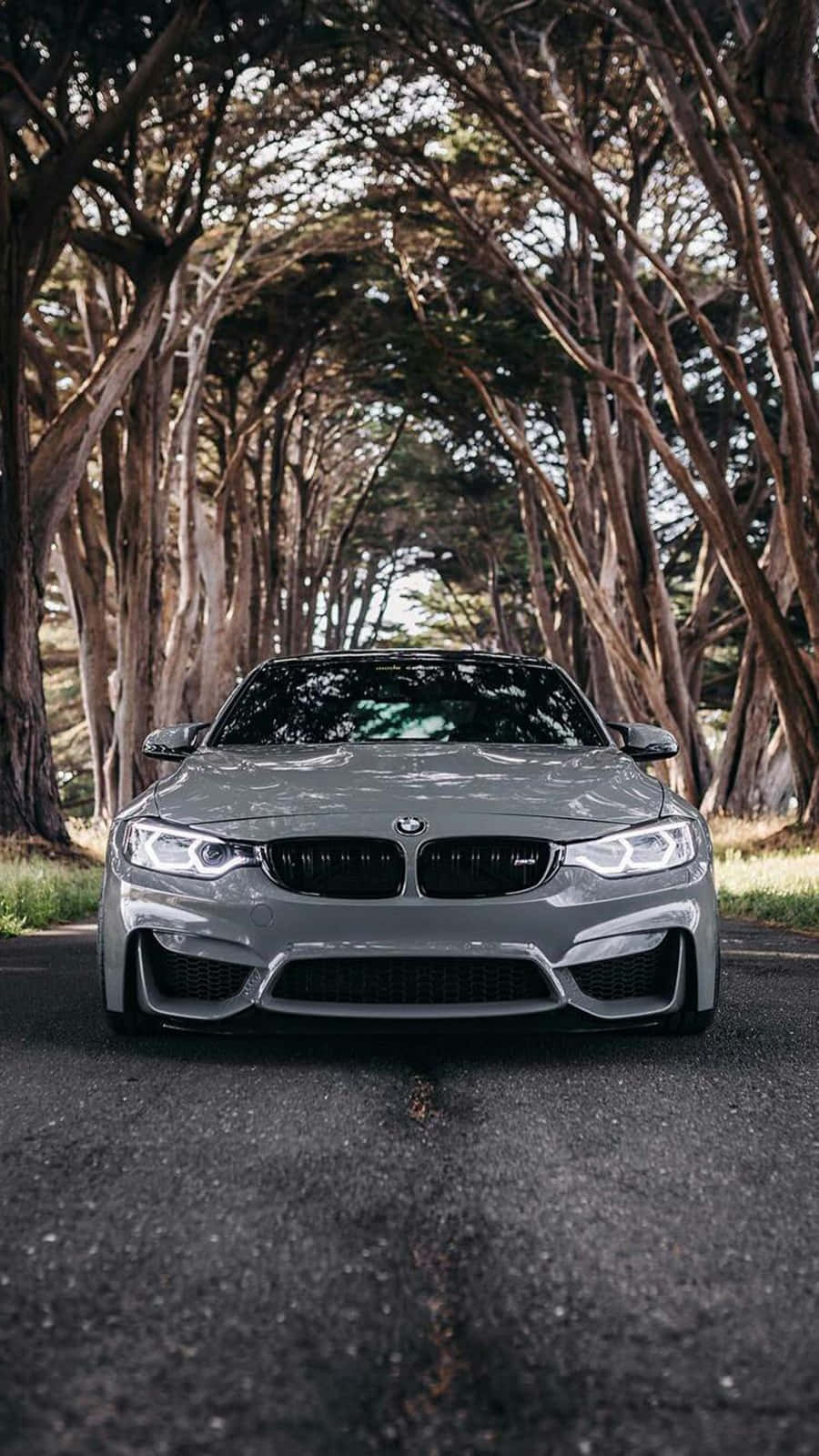 銀色BMW M4停泊在鋪砌道路上的高大樹木隧道下。