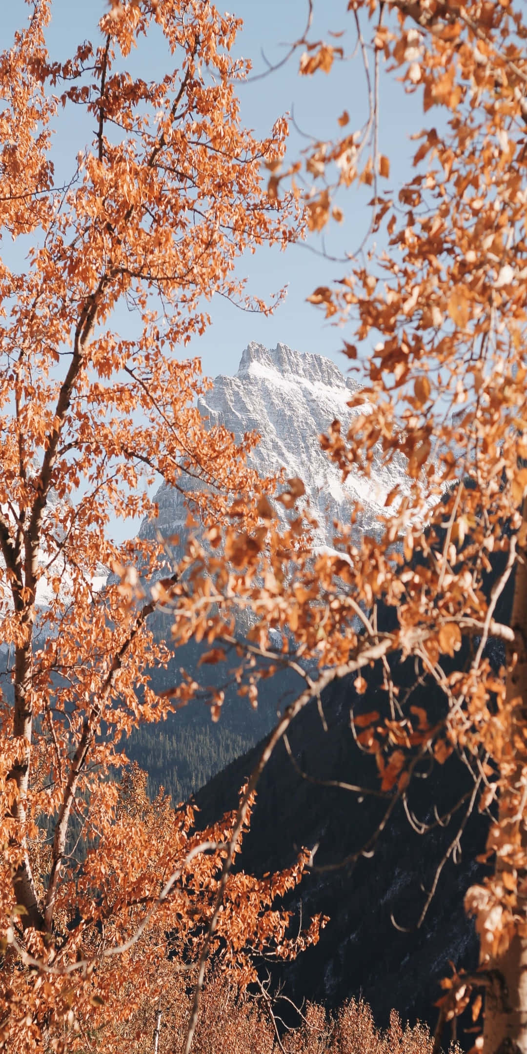 Pixel 3 秋季橙葉山景背景 壁紙 — 金黃色的秋葉襯托著晴朗藍天下雄偉的雪山峰頂。