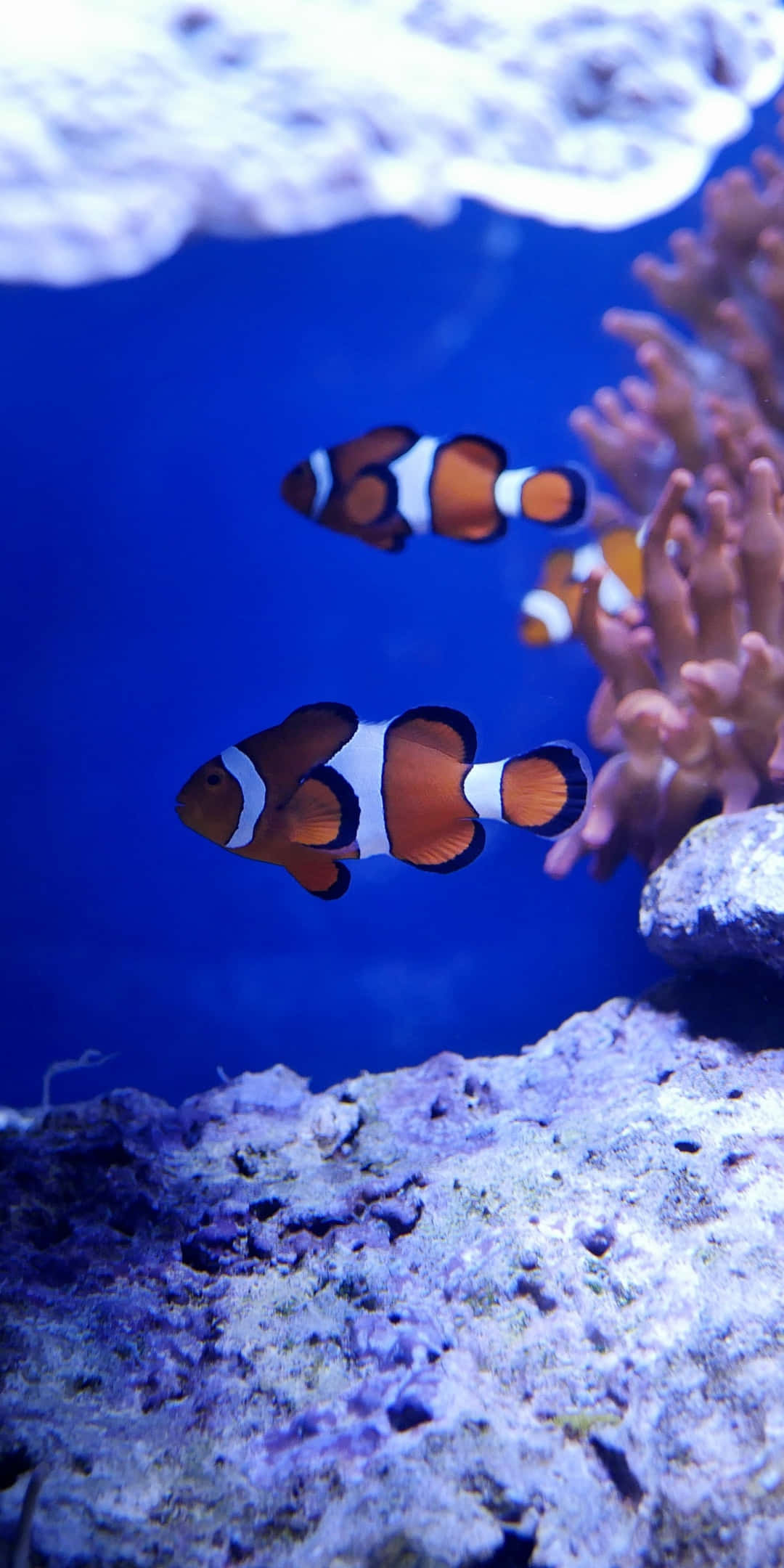 Pixel 3 上的抽象魚設計 壁紙 — 鮮豔的橙色和白色小丑魚在深藍色水族箱中優雅地游過粉紅色珊瑚和紫色岩石。