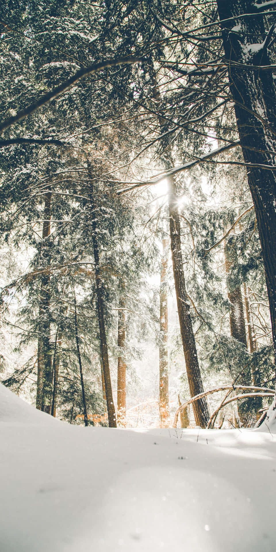 白雪覆蓋的森林，陽光穿過高大的樹木