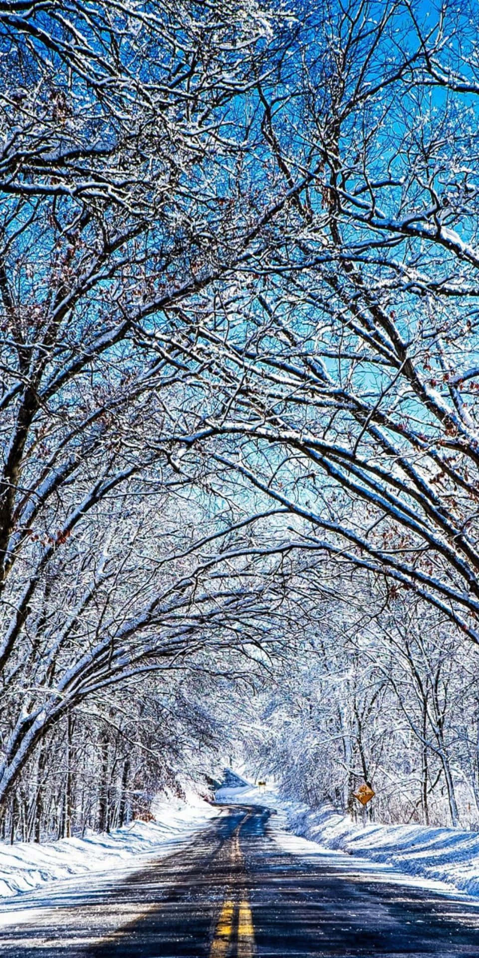 雪路上排列著光禿禿的樹木，上方是明亮的藍天。
