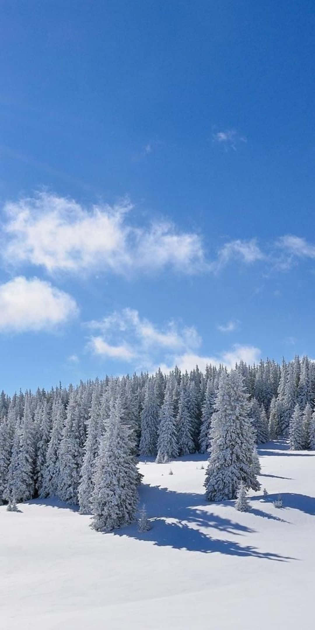 Pixel 3 冬日背景：白日雪林 壁紙 — 白雪覆蓋的松樹在明亮的藍天下高聳，散落的白色雲朵在純淨的雪地上投下長長的影子。