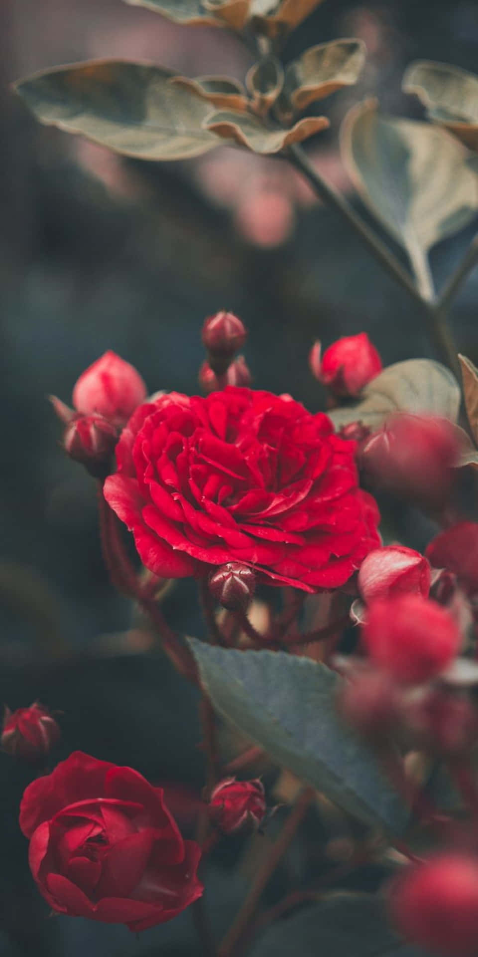 花園中一朵盛開的紅玫瑰，伴隨著綠葉和花蕾。
