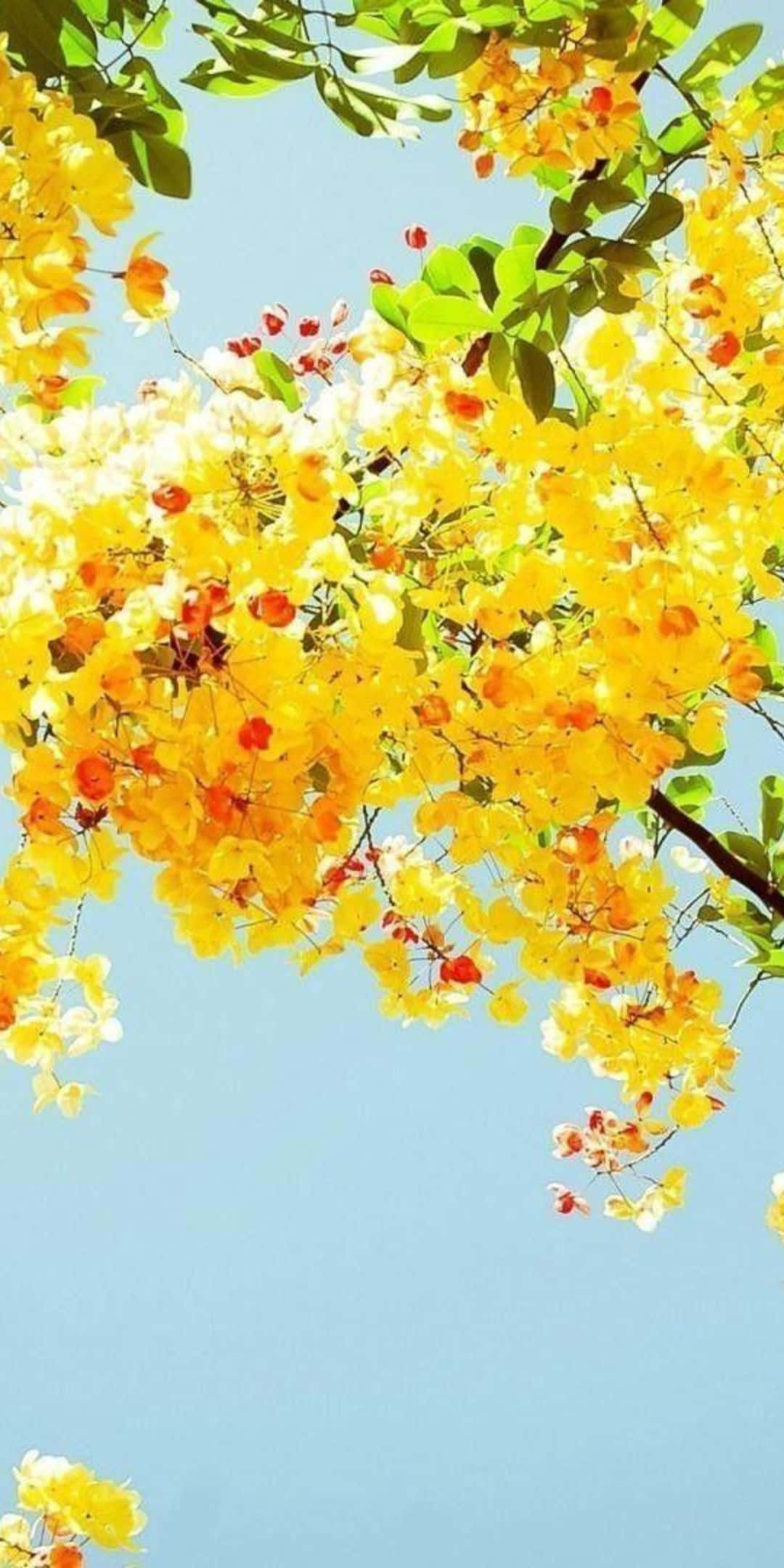 Pixel 3 愛心黃花背景 壁紙 — 鮮豔的黃色花朵在晴朗的藍天下層疊綻放，構成陽光明媚的春日景象。
