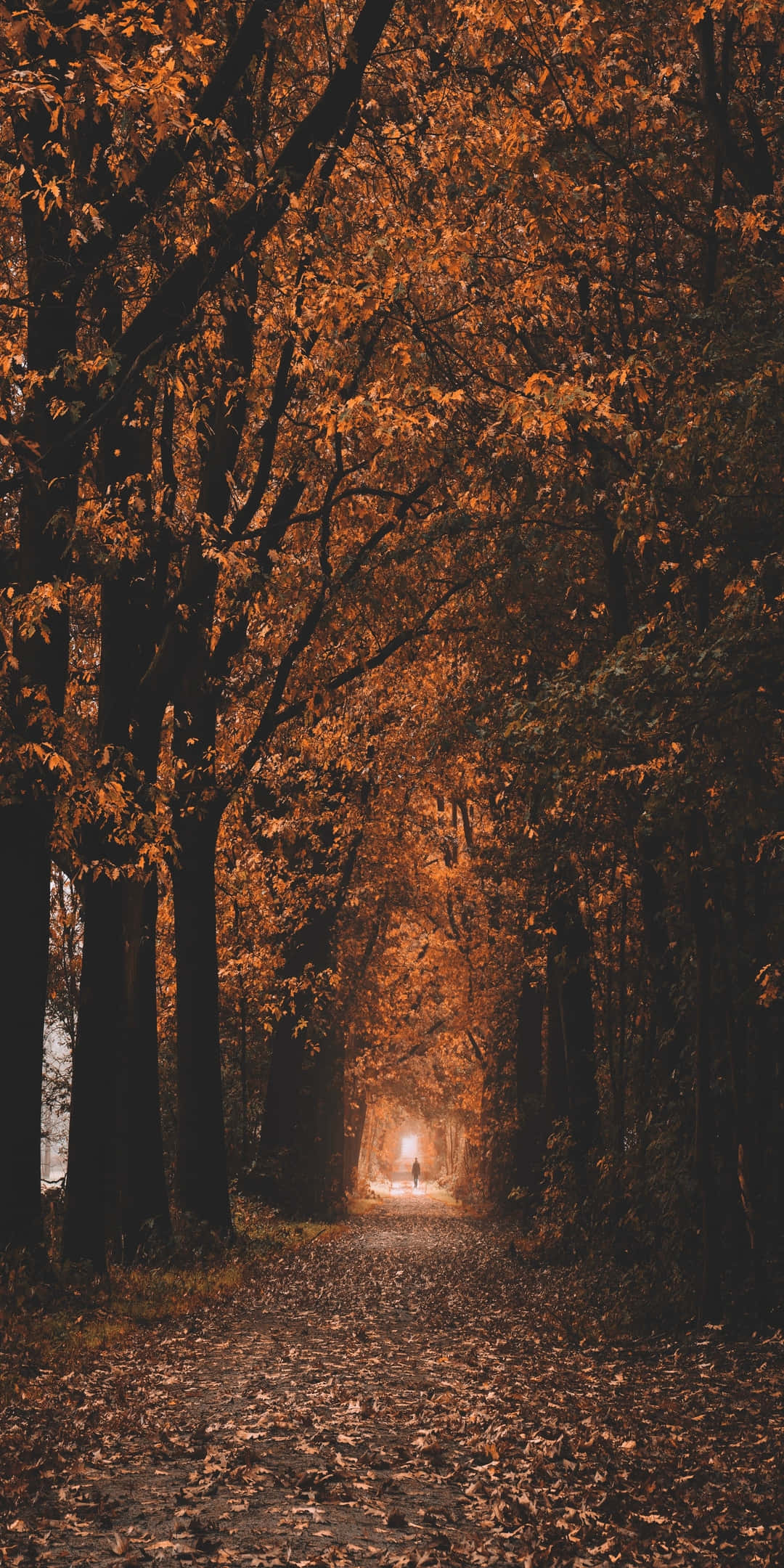 Pixel 3 秋日樹林環繞窄路背景 壁紙 — 一個孤獨的身影沿著一條狹窄的小路行走，兩旁是高聳的樹木，在昏暗的天空下，金黃色的秋葉如火般燃燒。