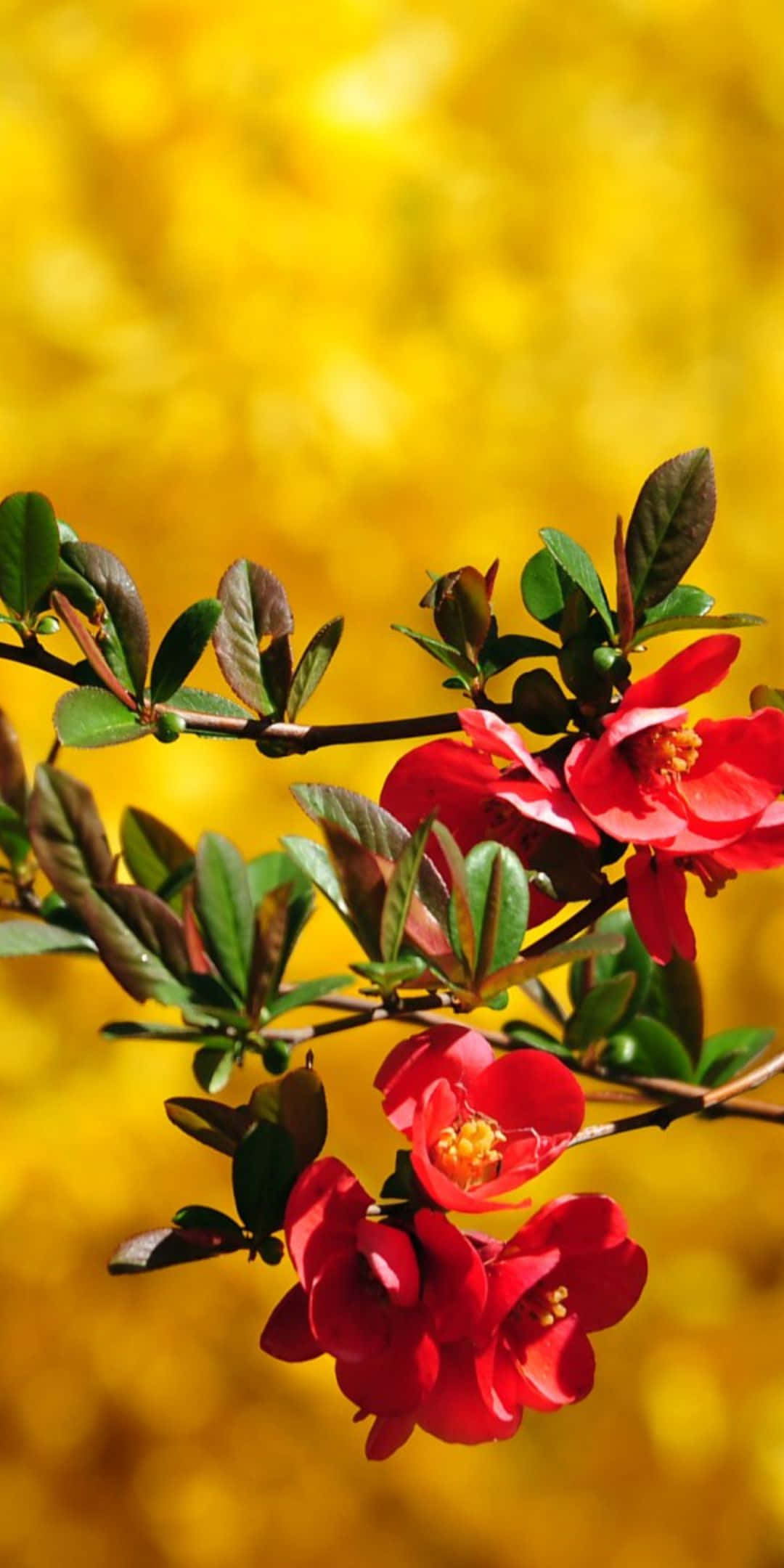 Pixel 3 紅色盛開花朵背景 壁紙 — 鮮豔的紅色花朵帶有黃色花蕊，在金色模糊背景的樹枝上盛開。
