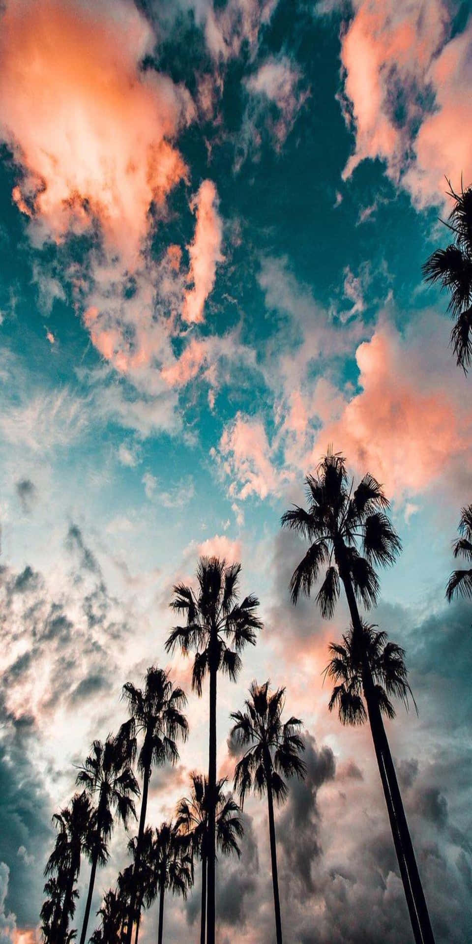 棕櫚樹剪影映襯著色彩繽紛的夕陽天空，帶有珊瑚色和藍綠色雲彩。