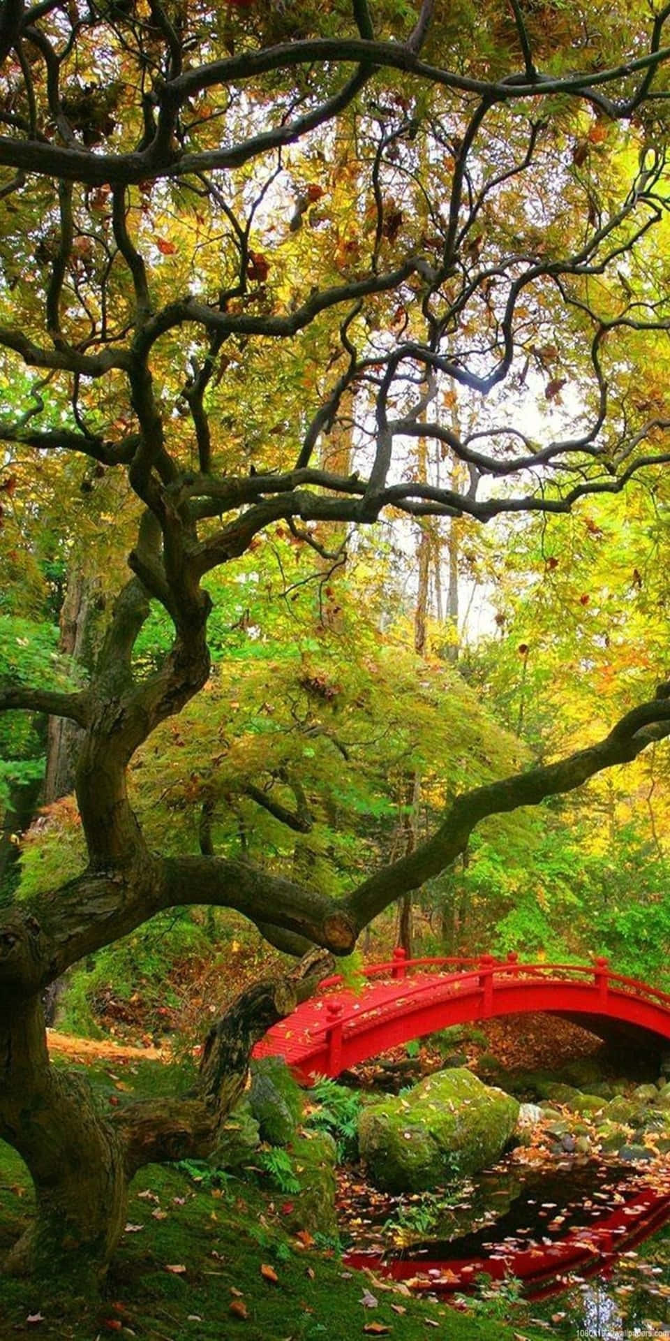 秋日森林中溪流上的紅色拱橋，佈滿苔蘚的岩石和金色樹葉。