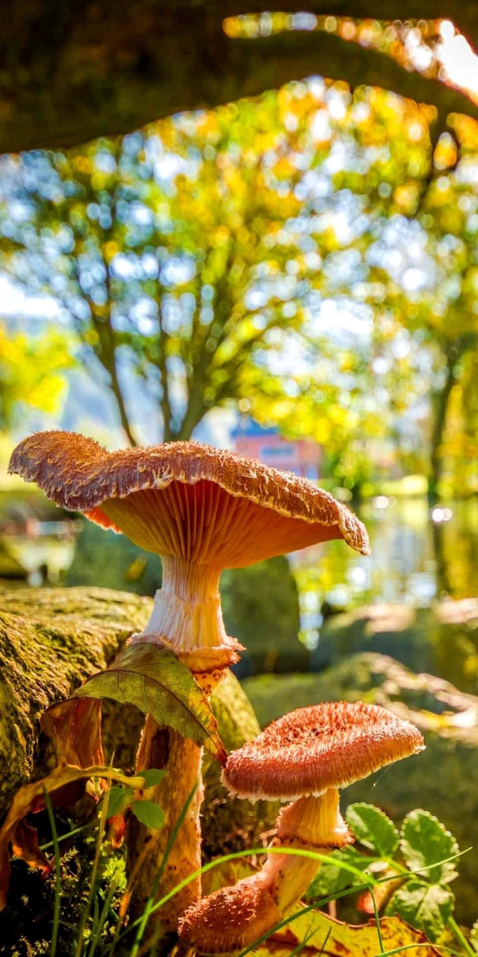 陽光普照的森林中，兩朵橙色蘑菇在長滿苔蘚的岩石上生長。