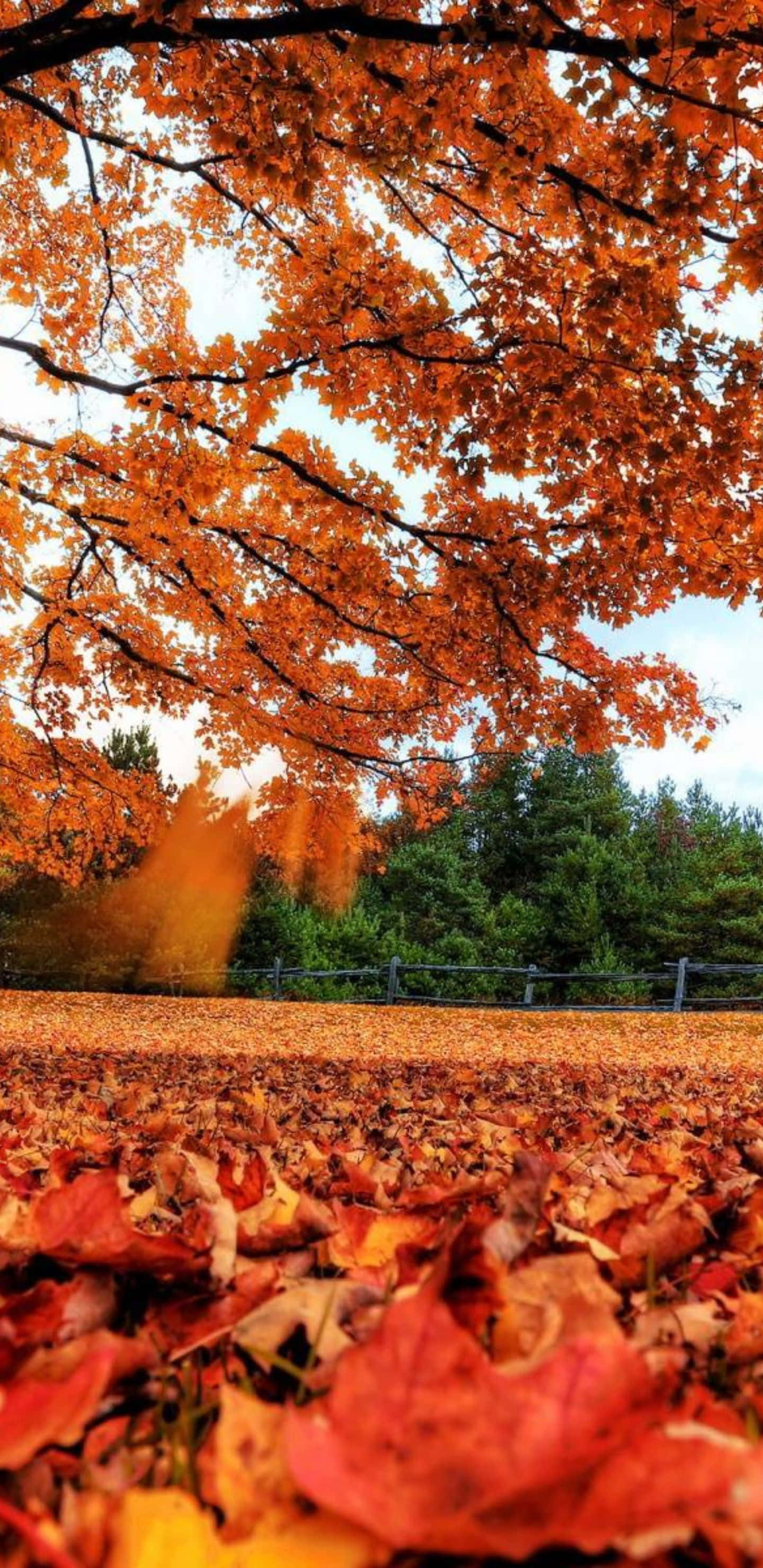 Pixel 3XL 公園橙色樹林壁紙 壁紙 — 充滿活力的秋日景象，頭頂上是火紅橙色的樹冠，腳下是落葉鋪成的地毯。