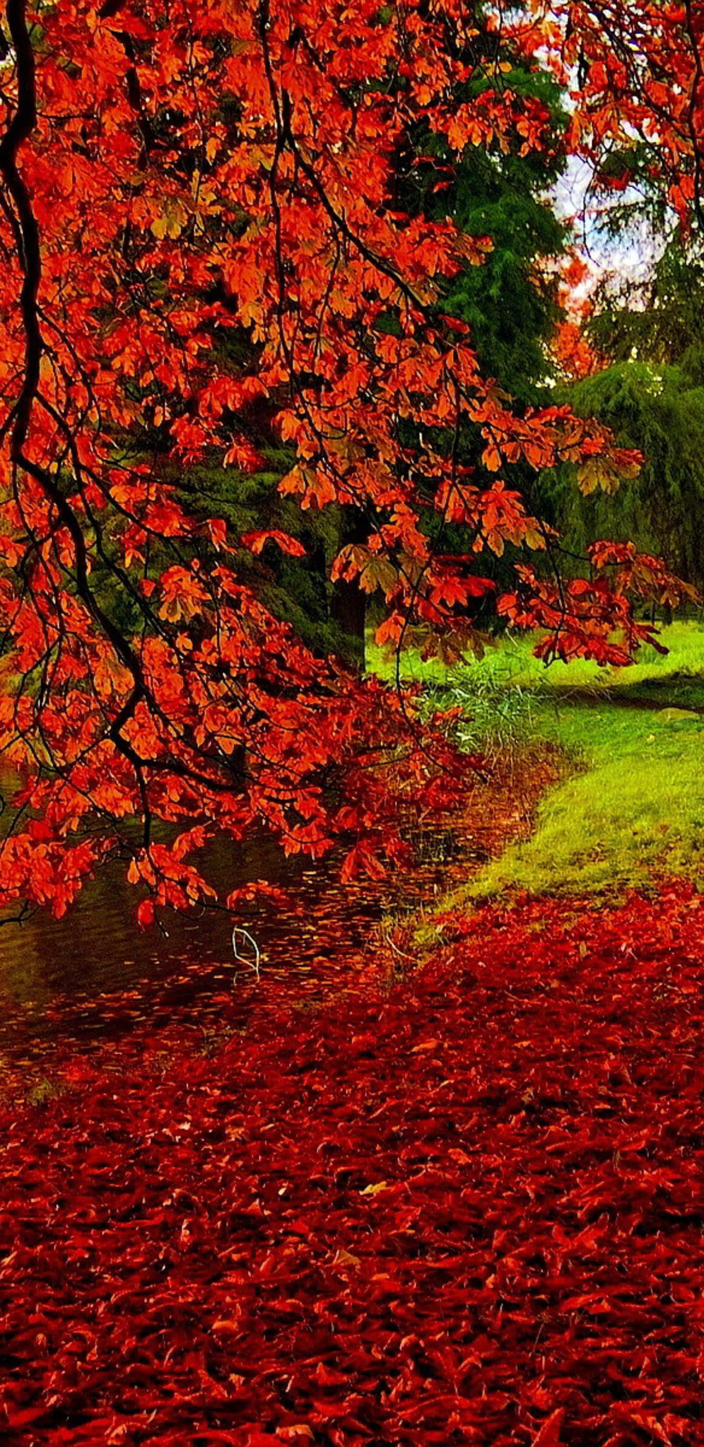 Pixel 3XL 紅色自然秋景背景 壁紙 — 鮮豔的紅色秋葉如瀑布般落在平靜的池塘上，並以火紅的景象覆蓋地面。