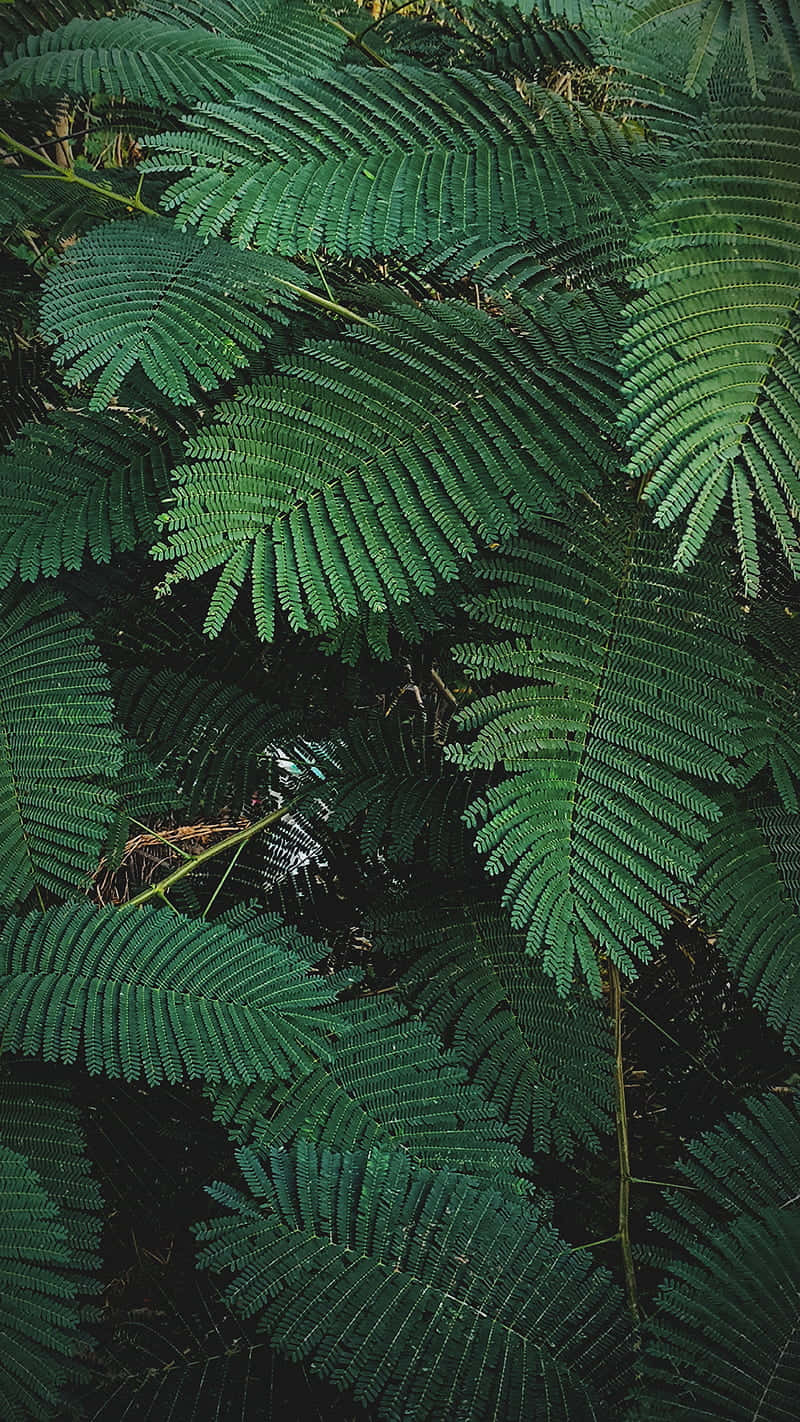 含羞草葉 Plant Phone 壁紙 — 密集嘅特寫，展示充滿活力嘅綠色蕨類葉片，帶有複雜嘅葉脈圖案同深邃嘅陰影。