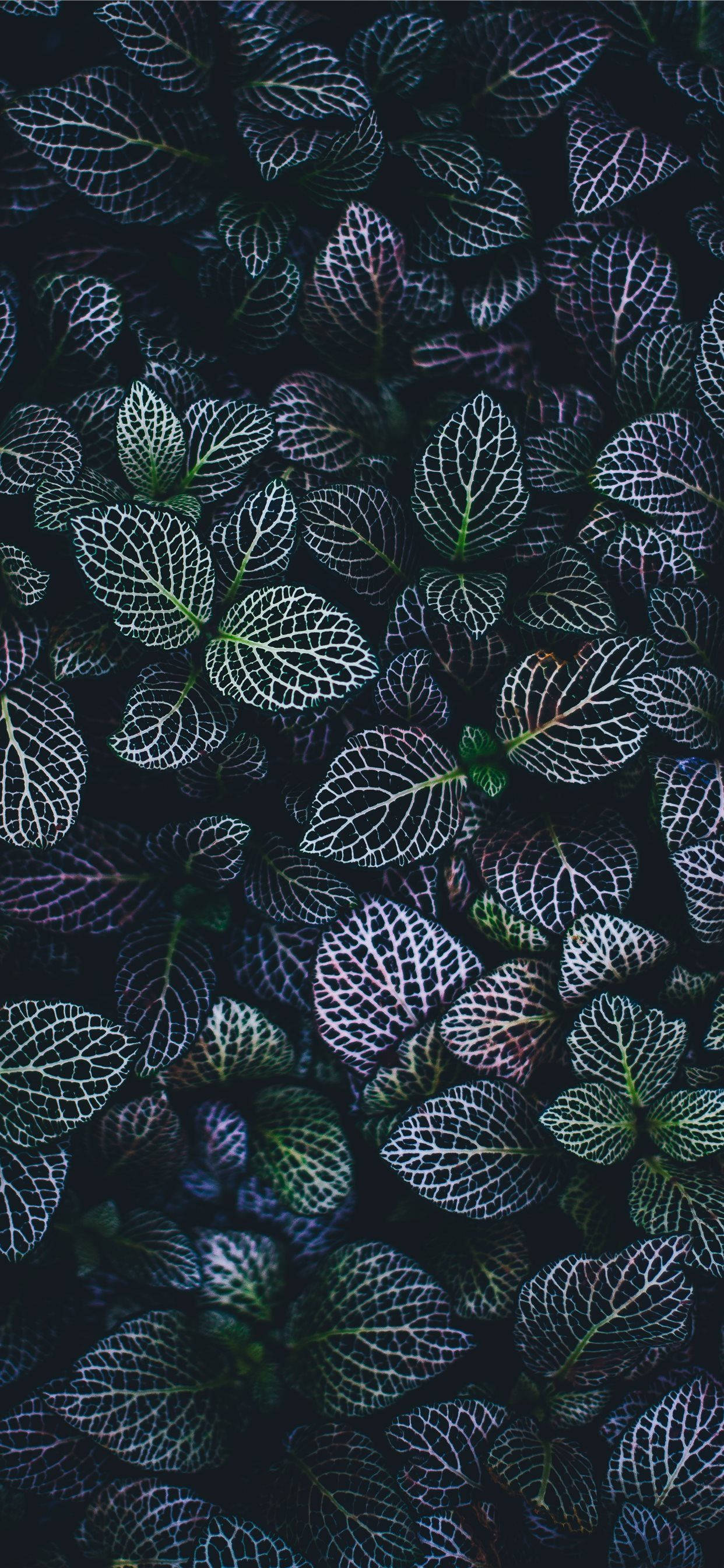 以 Plants iPhone 壁紙保持主螢幕清新 壁紙 — 特寫發光的蕁麻葉，帶有複雜的白色葉脈，背景為深色。