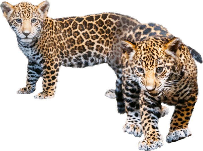 Playful Jaguar Cubs 壁紙 — 兩隻年輕的豹貓（美洲豹）身上有斑點皮毛，在純黑色背景下警覺地站立，牠們專注的眼神直視前方。