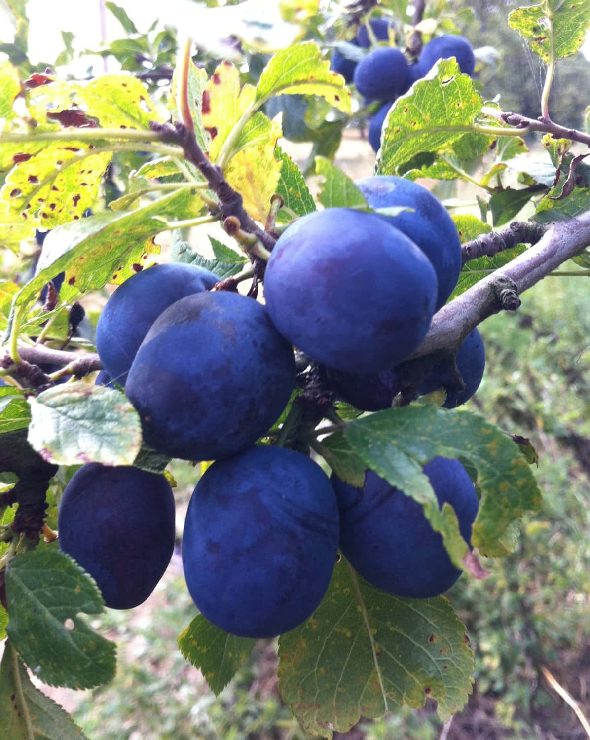 鮮豔深藍色黑 plum 壁紙 — 成熟深藍色布冧成簇掛在樹枝上，周圍有綠葉，自然陽光穿透其間。