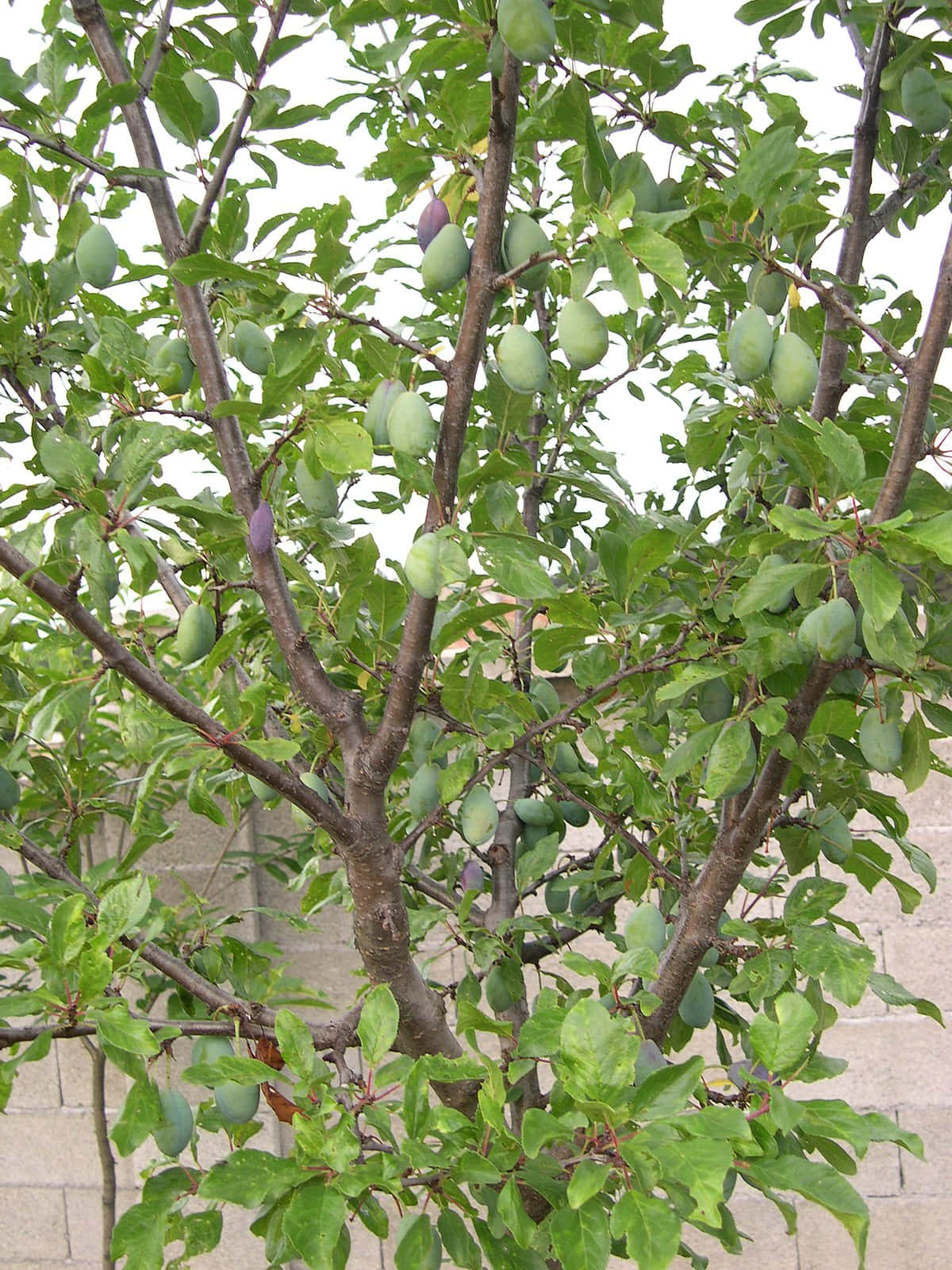 樹上青綠未熟的黑 plum 壁紙 — 一棵茂盛的綠色李樹，掛滿未成熟的綠色果實和鮮豔的葉子，襯著淺色磚牆。
