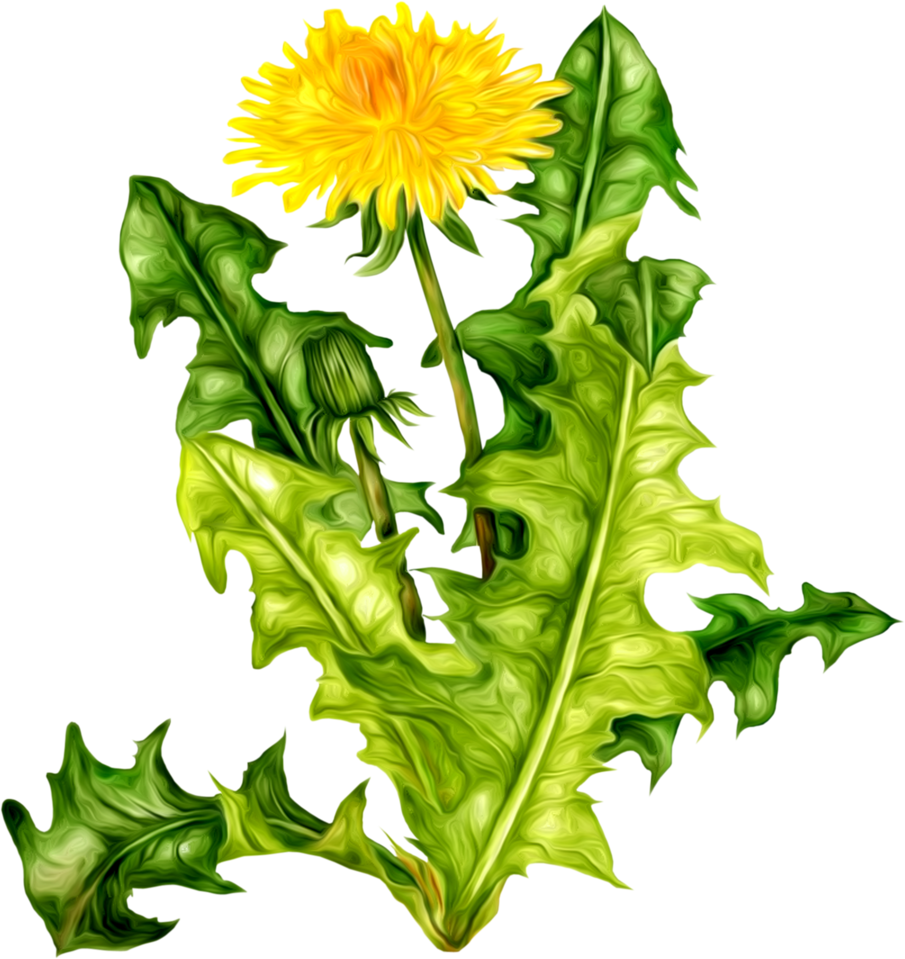 鮮豔蒲公英花與葉.PNG 壁紙
