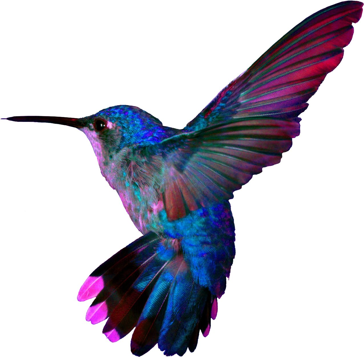 色彩鮮豔的蜂鳥飛行中.PNG 壁紙