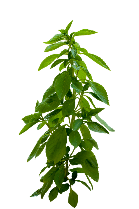 新鮮羅勒植物灰色背景.PNG 壁紙