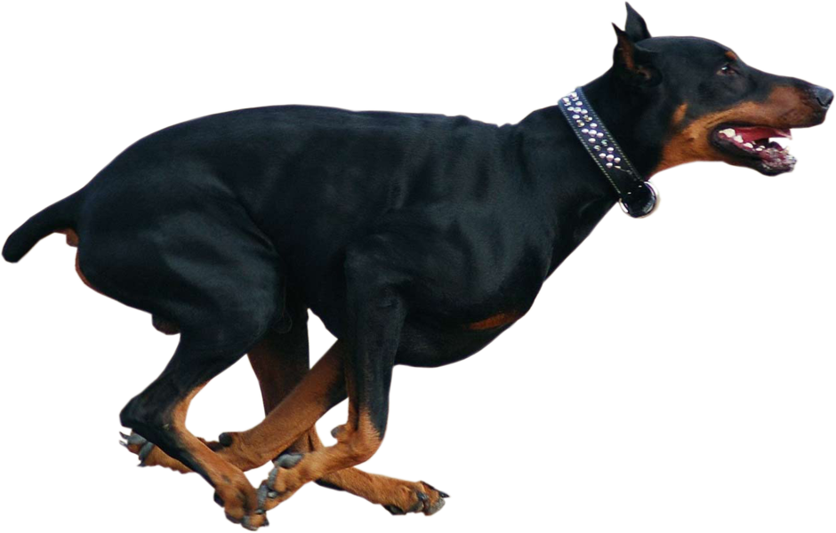奔跑中的杜賓犬 PNG 透明背景 壁紙