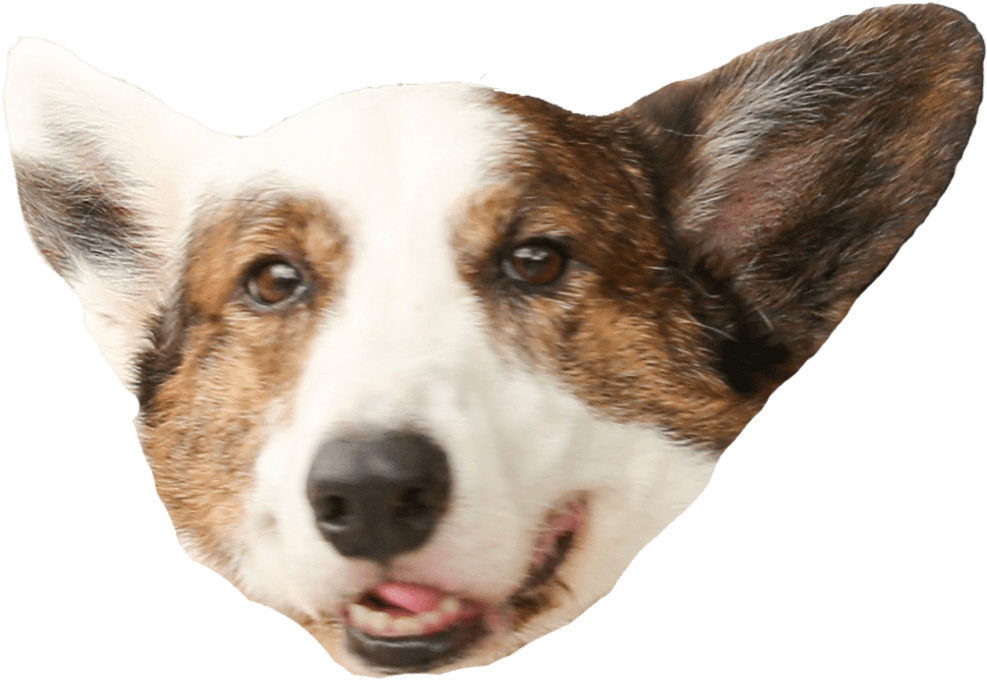柯基犬頭部特寫.PNG 壁紙 — 開心哥基犬臉部特寫，棕色和白色毛髮，舌頭微微伸出，黑色背景。